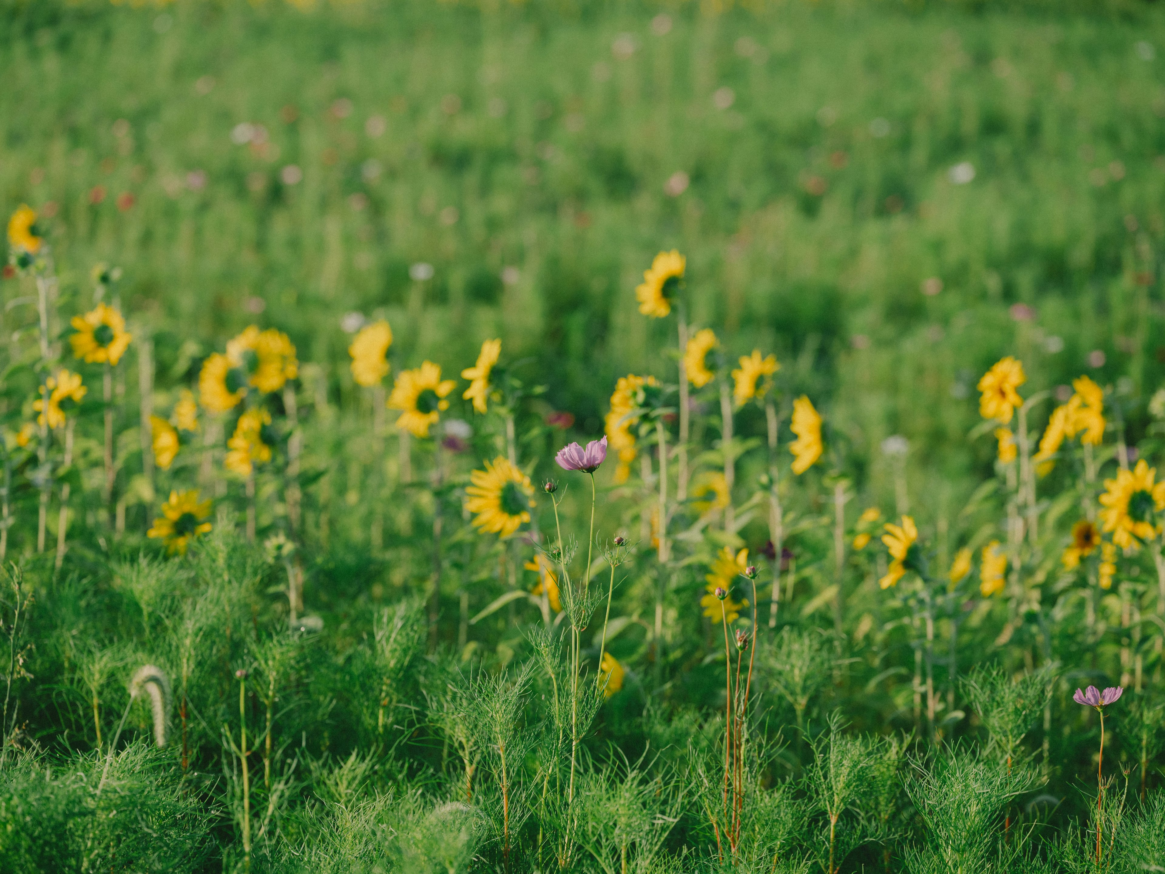 Helle Sonnenblumen und lila Blumen blühen auf einer grünen Wiese