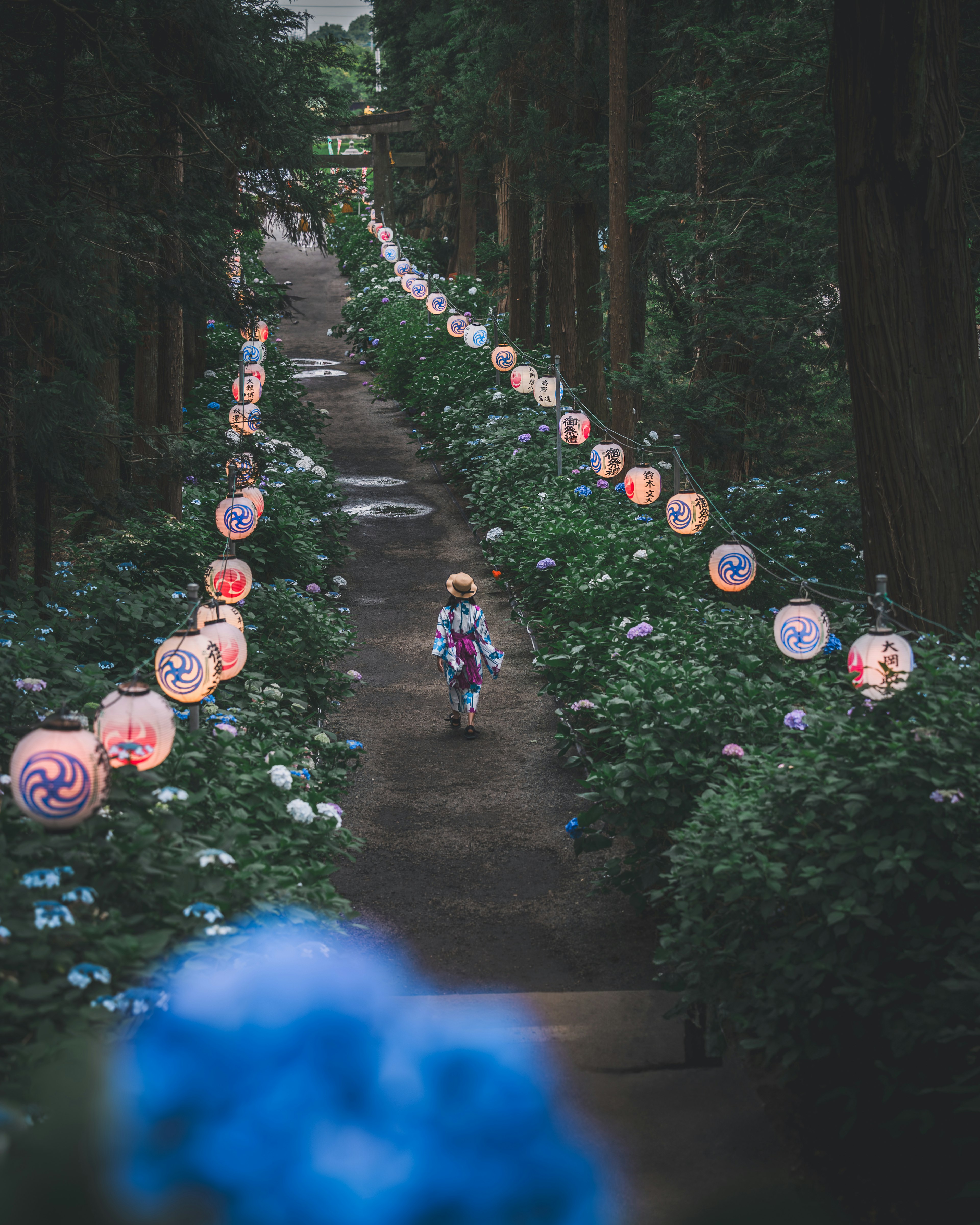 青い紫陽花に囲まれた小道を歩く子供の後ろ姿 提灯が並ぶ幻想的な風景