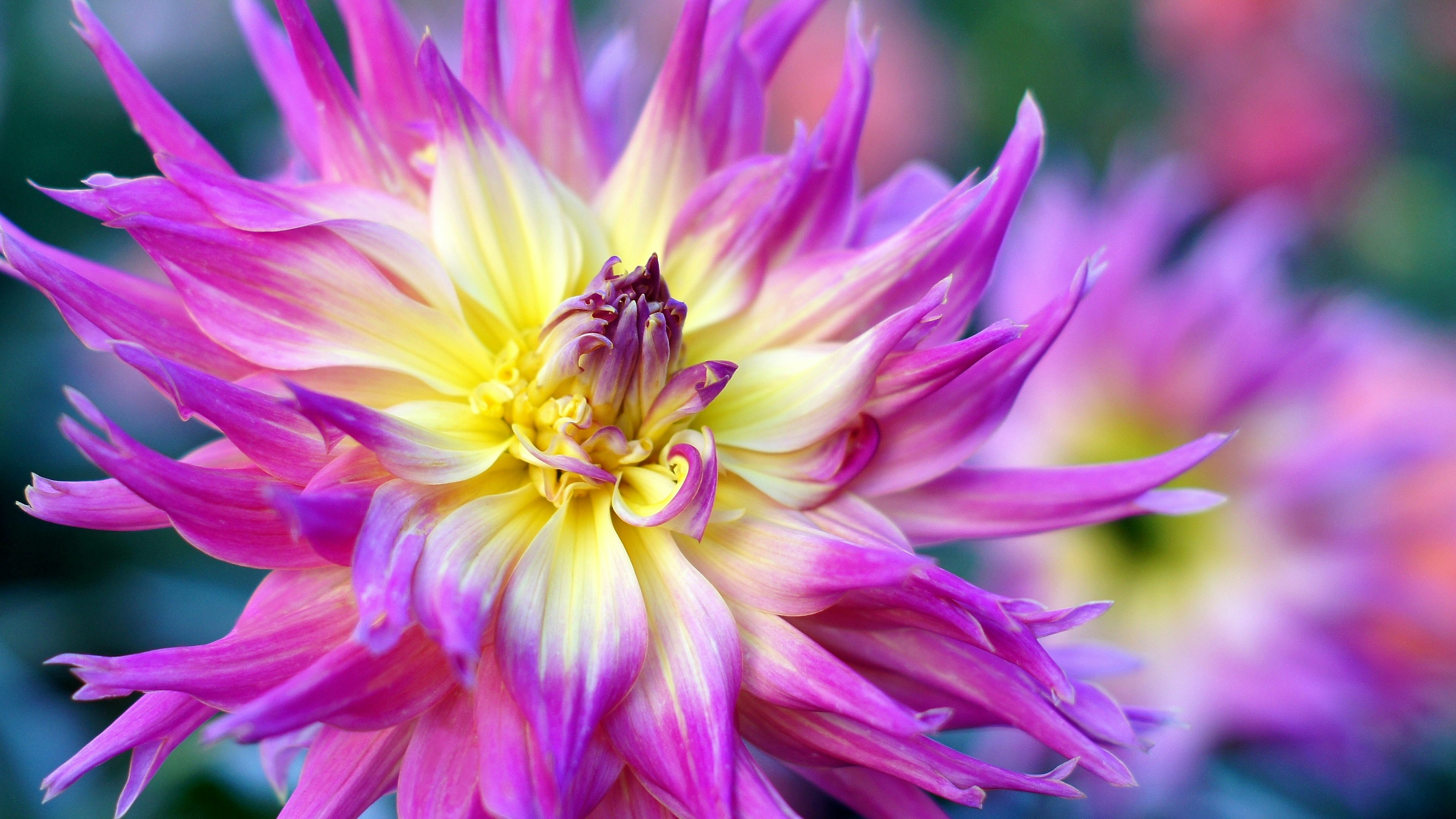 Gros plan d'une fleur de dahlias violette et jaune vibrante