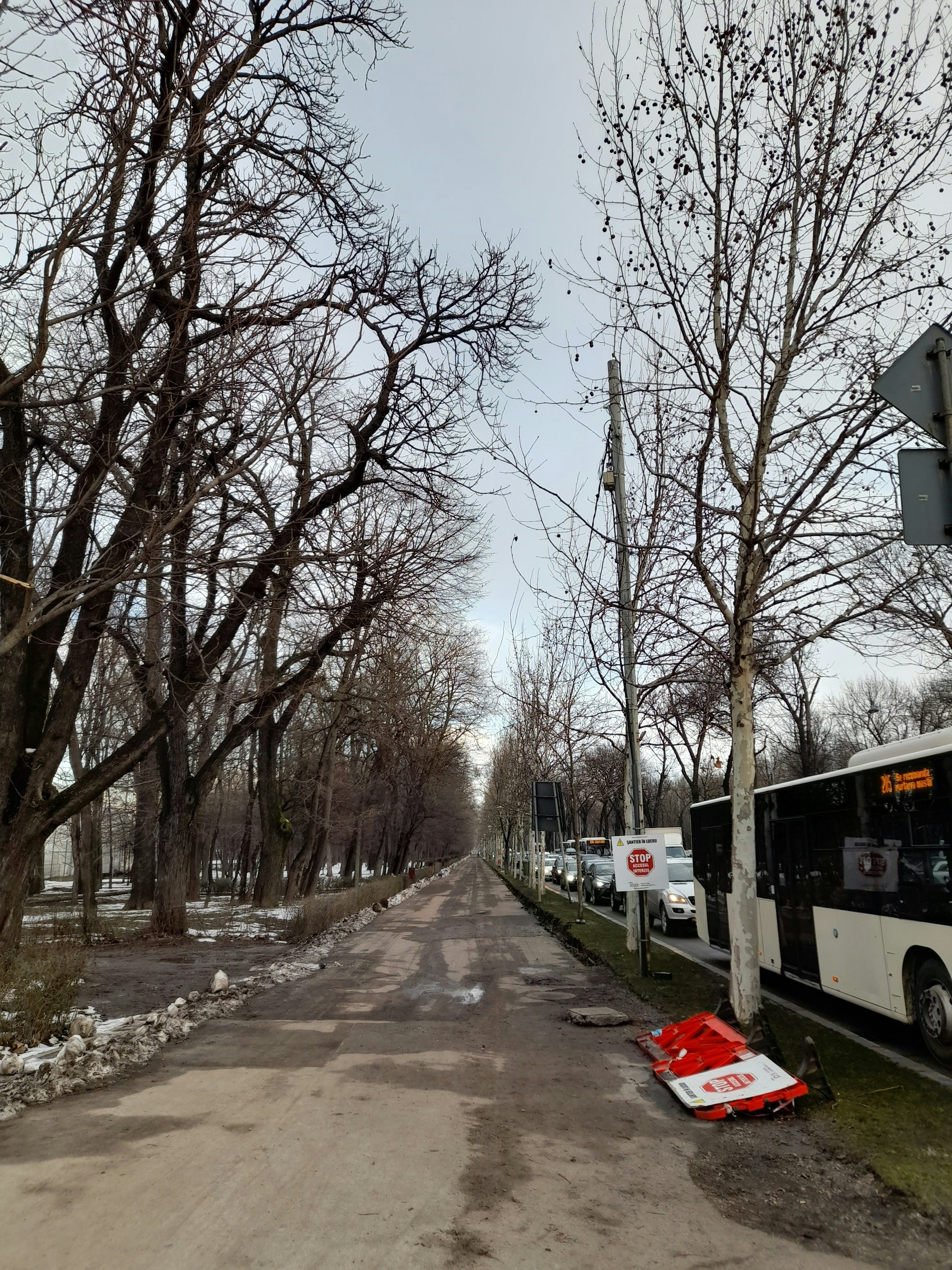 Urban street with bare trees and parked buses