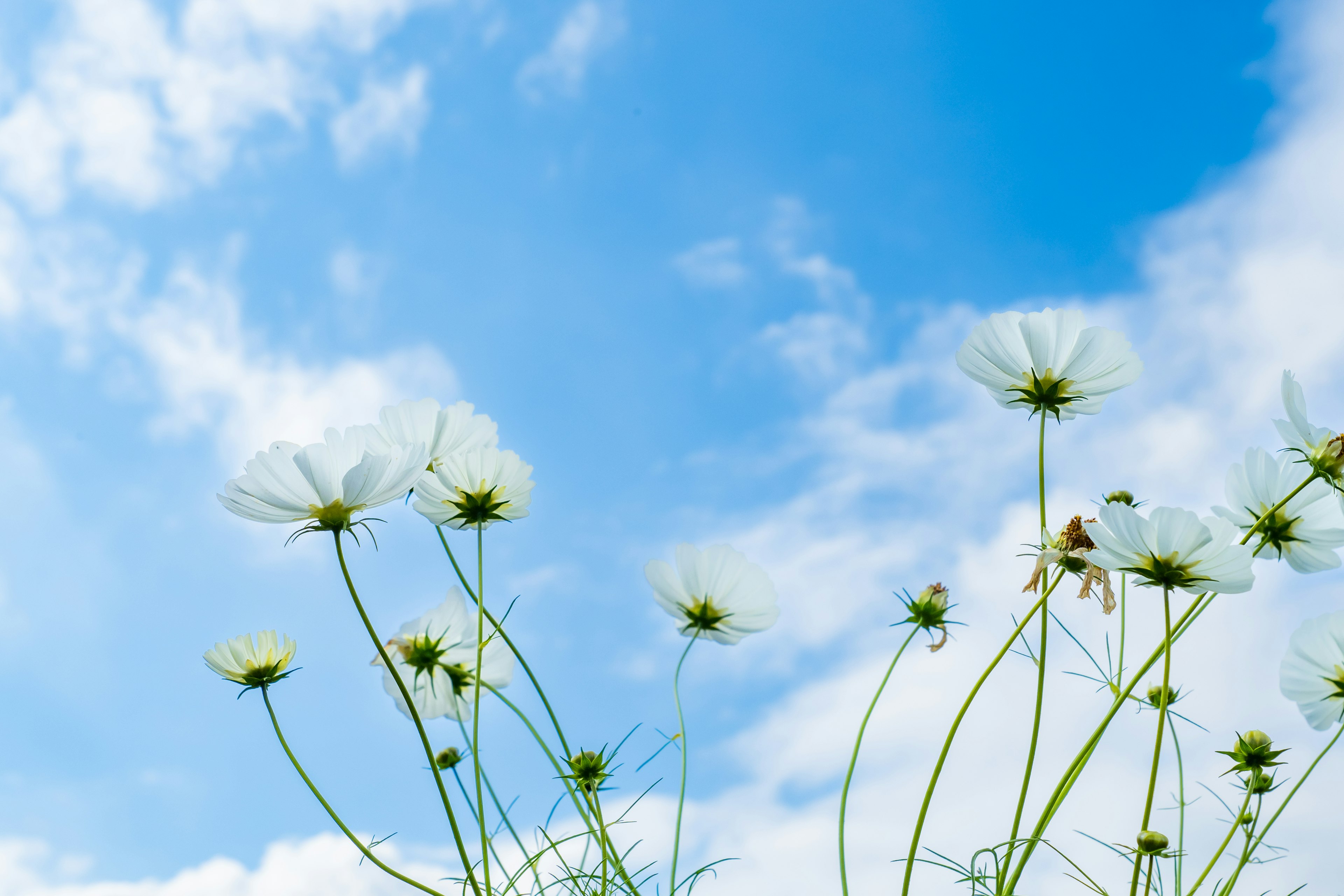 Mucchio di fiori bianchi sotto un cielo blu