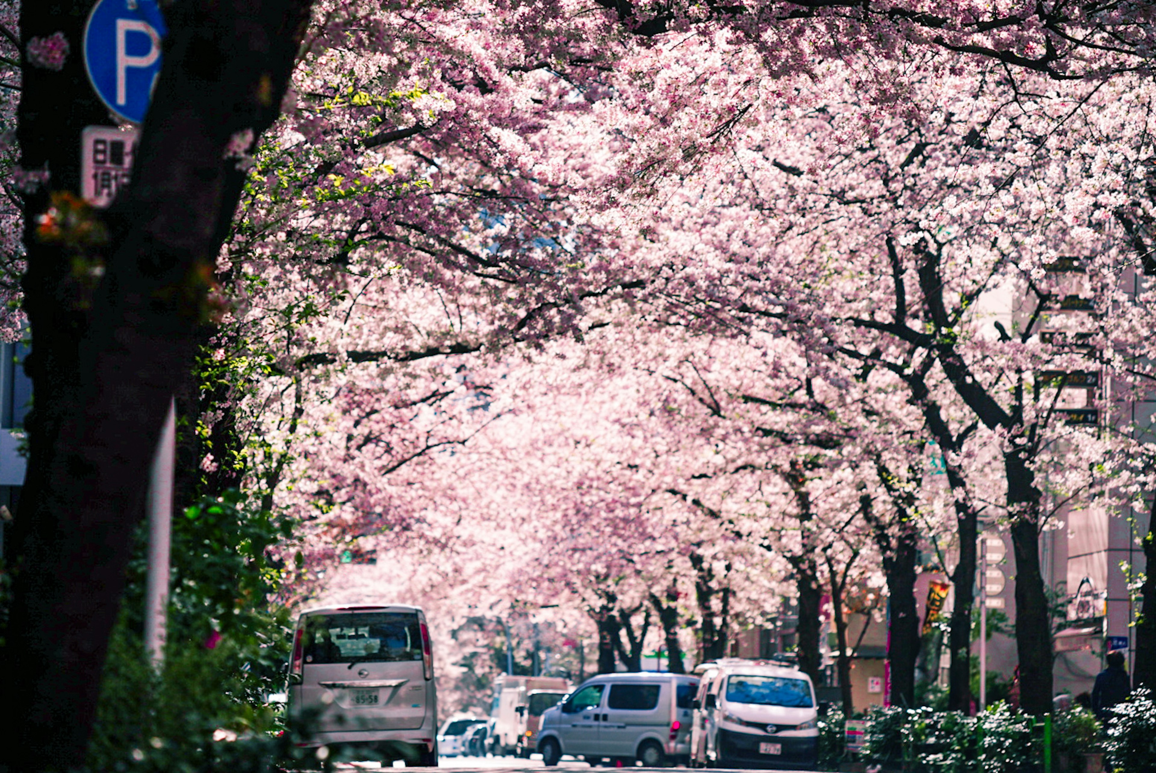 櫻花樹成行的街道和汽車