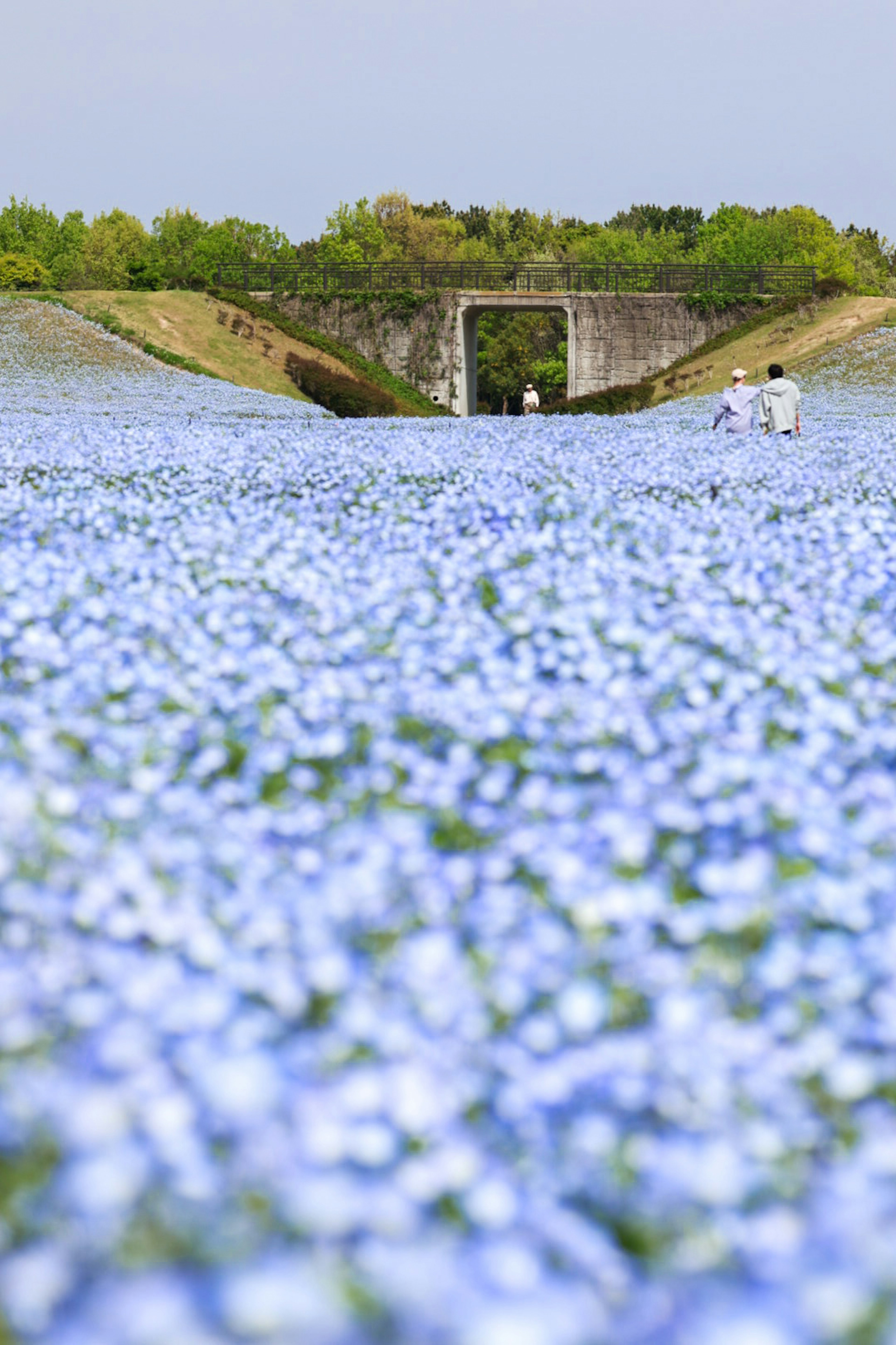 青い花畑と緑豊かな背景に人々が歩いている風景