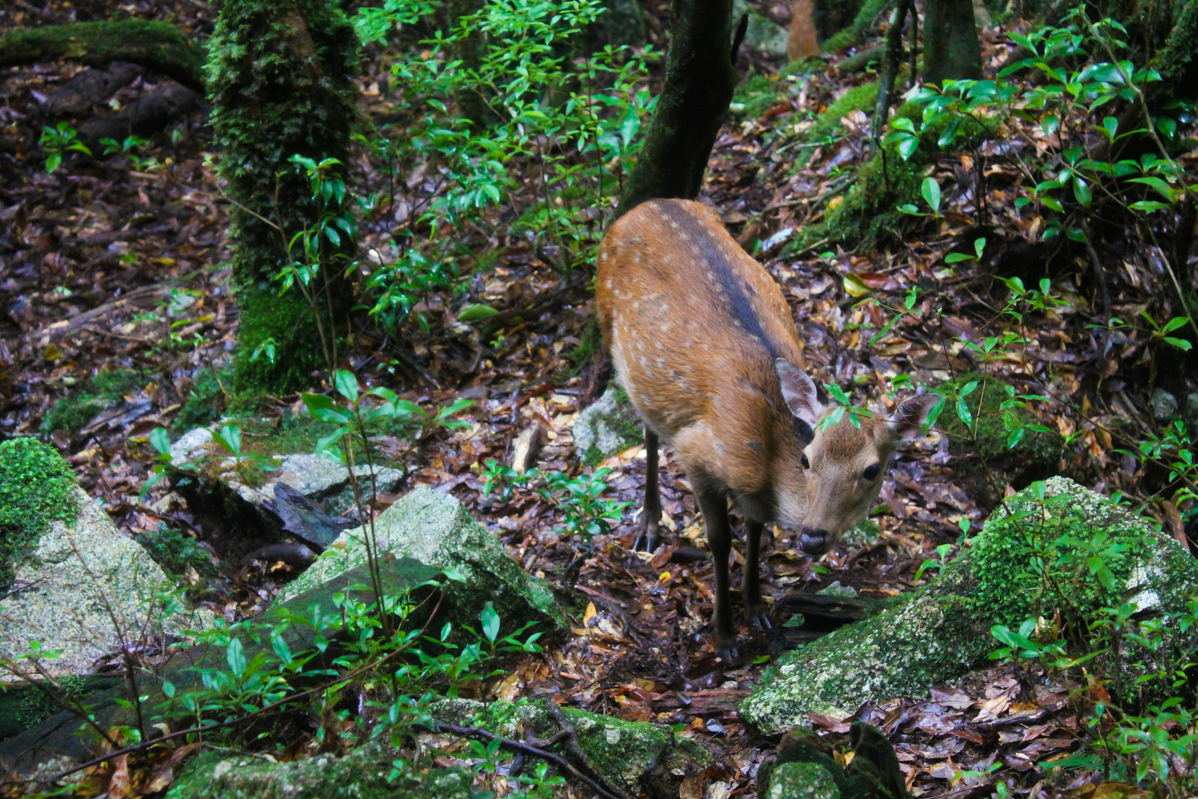 Seekor rusa di hutan antara batu dan lumut