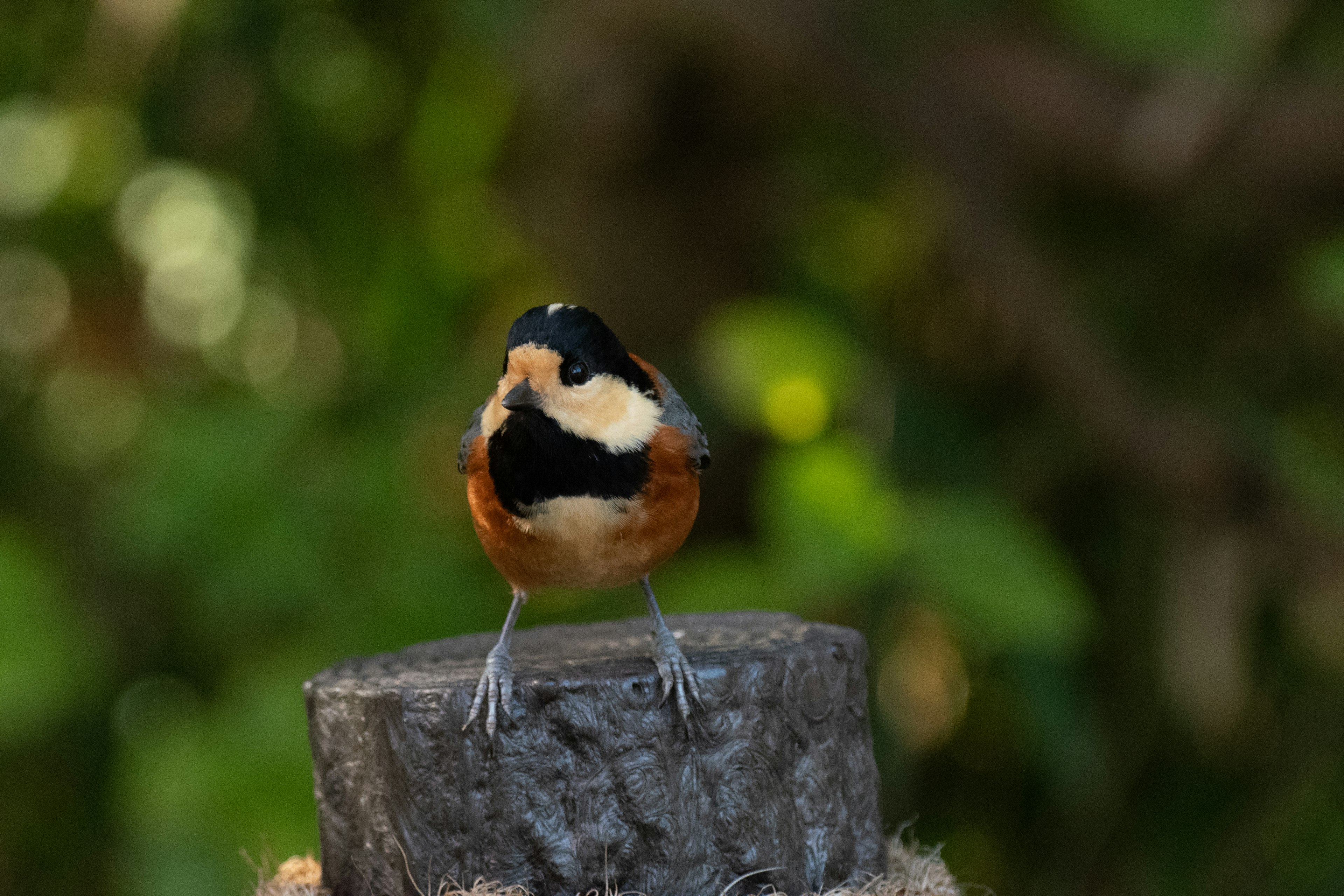 Un pequeño pájaro posado sobre un tocón de árbol con un fondo verde