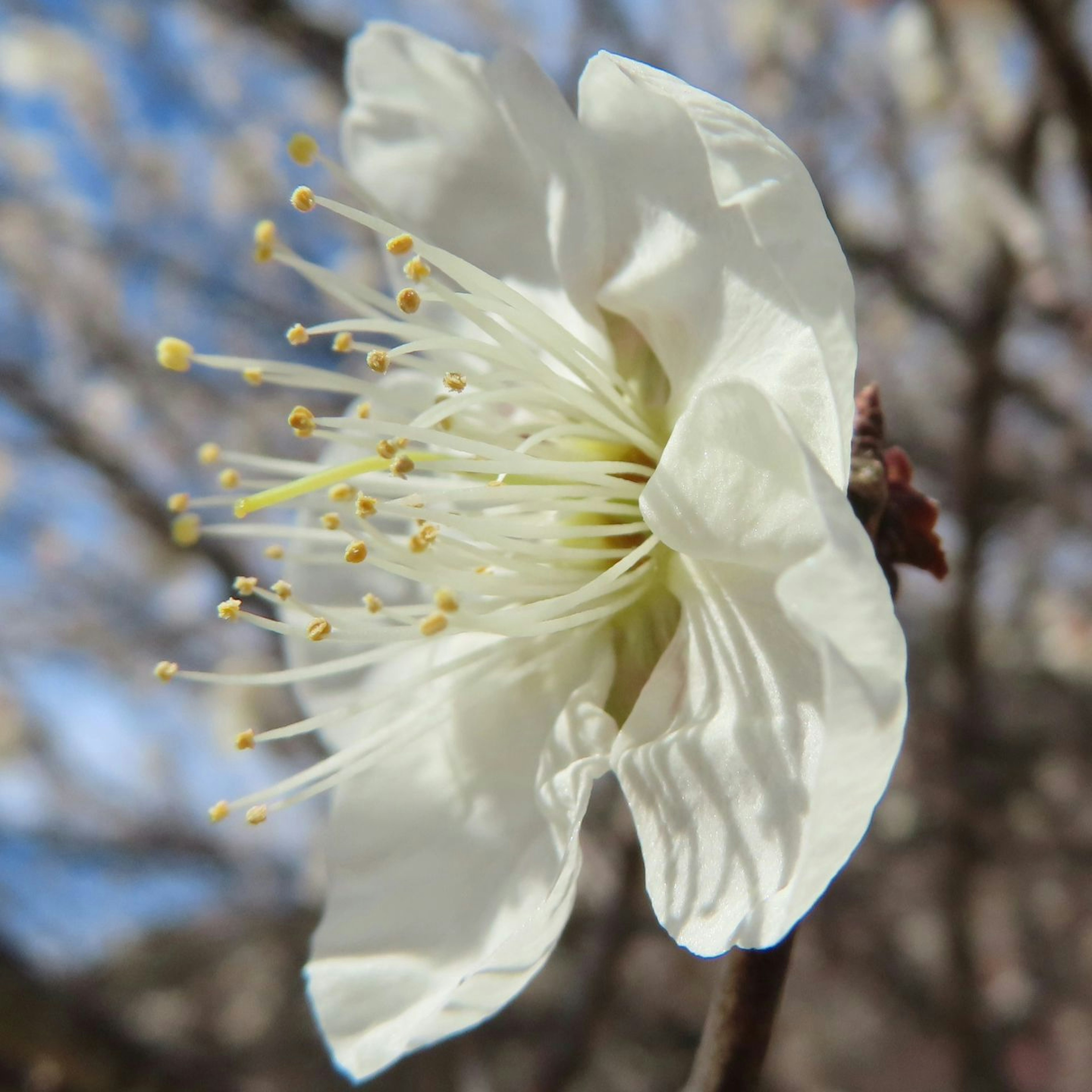 白い花びらと黄色い雄しべを持つ梅の花