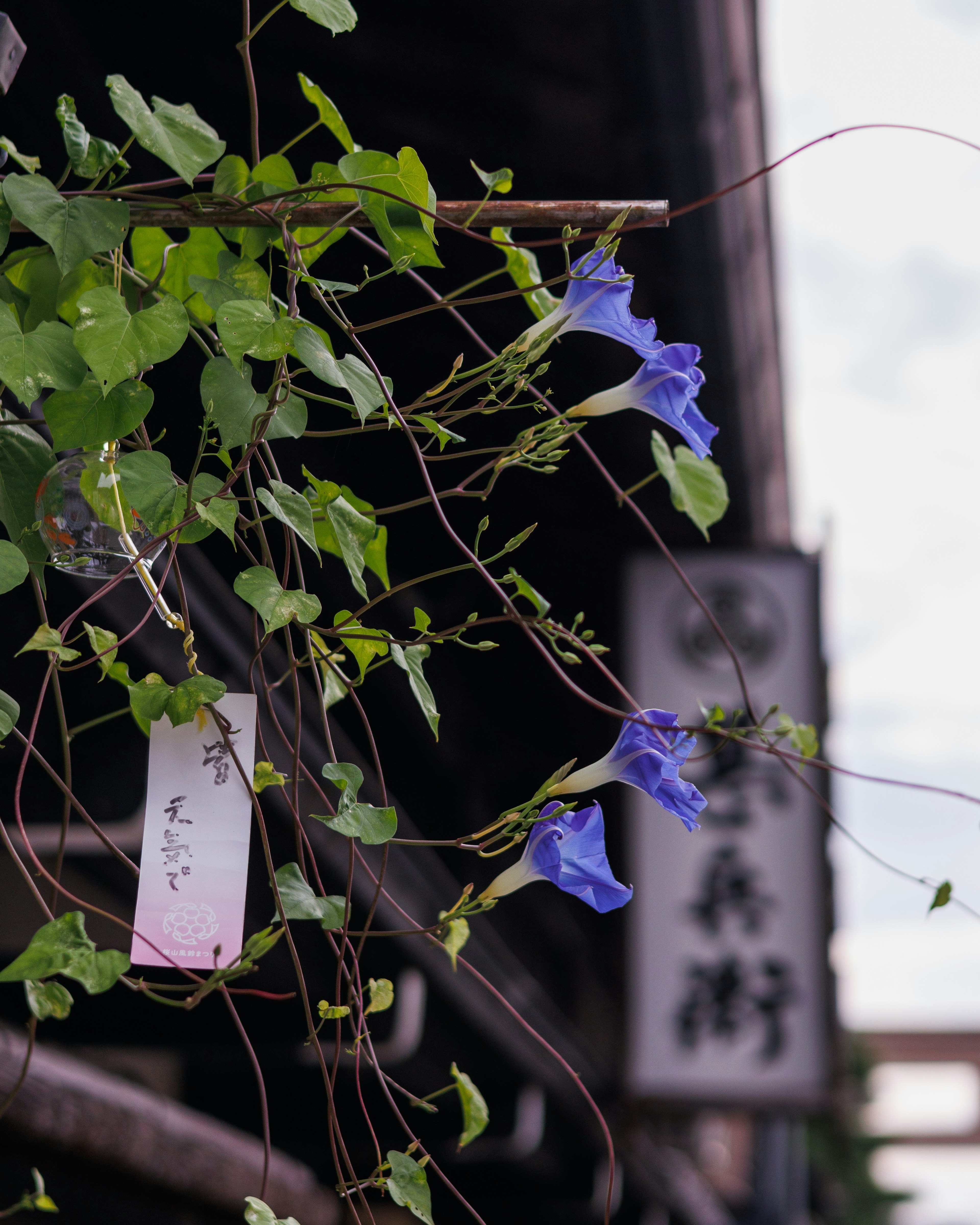 Vining plant with blue flowers and green leaves hanging in front of an old sign