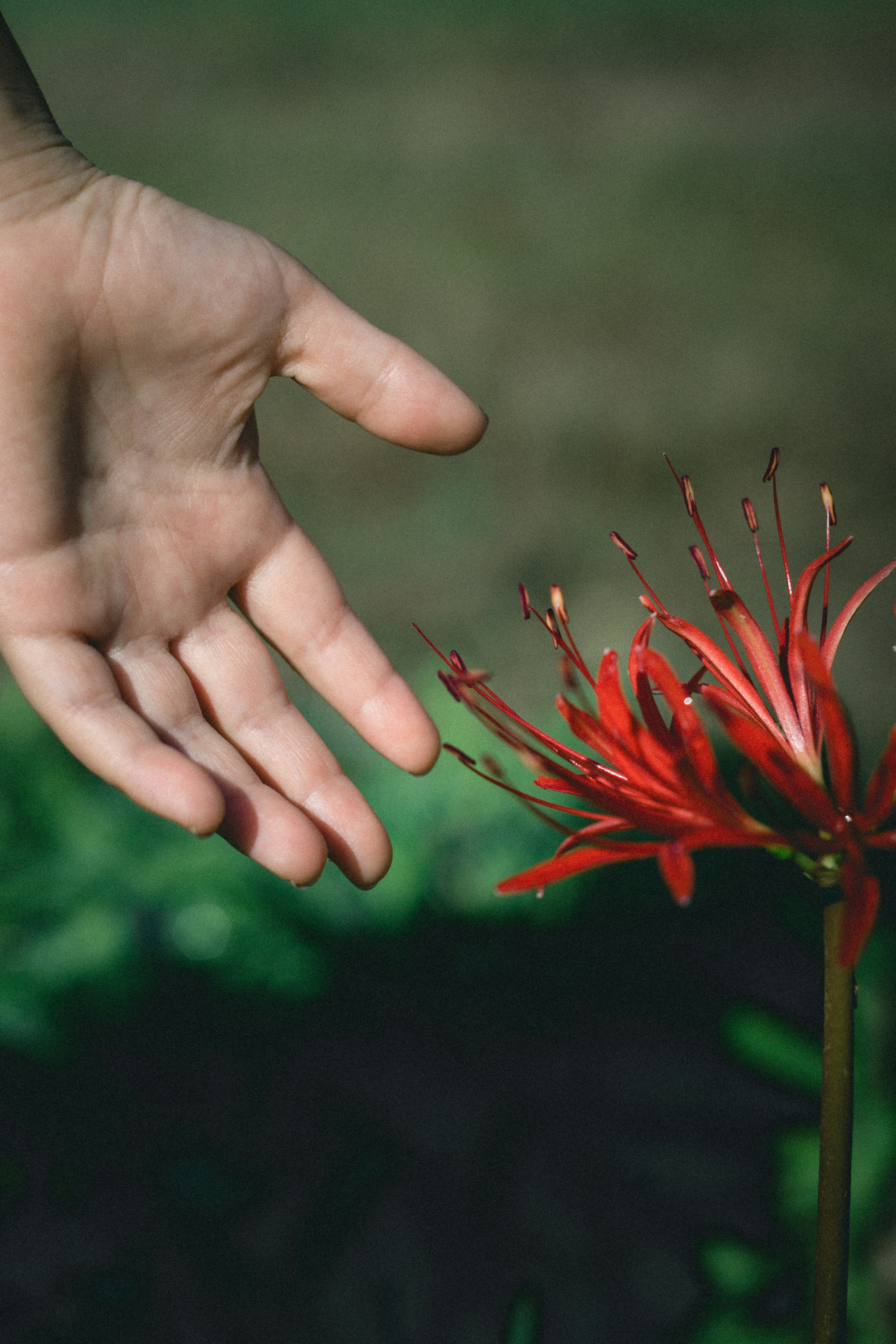 Una mano extendida para tocar una flor roja