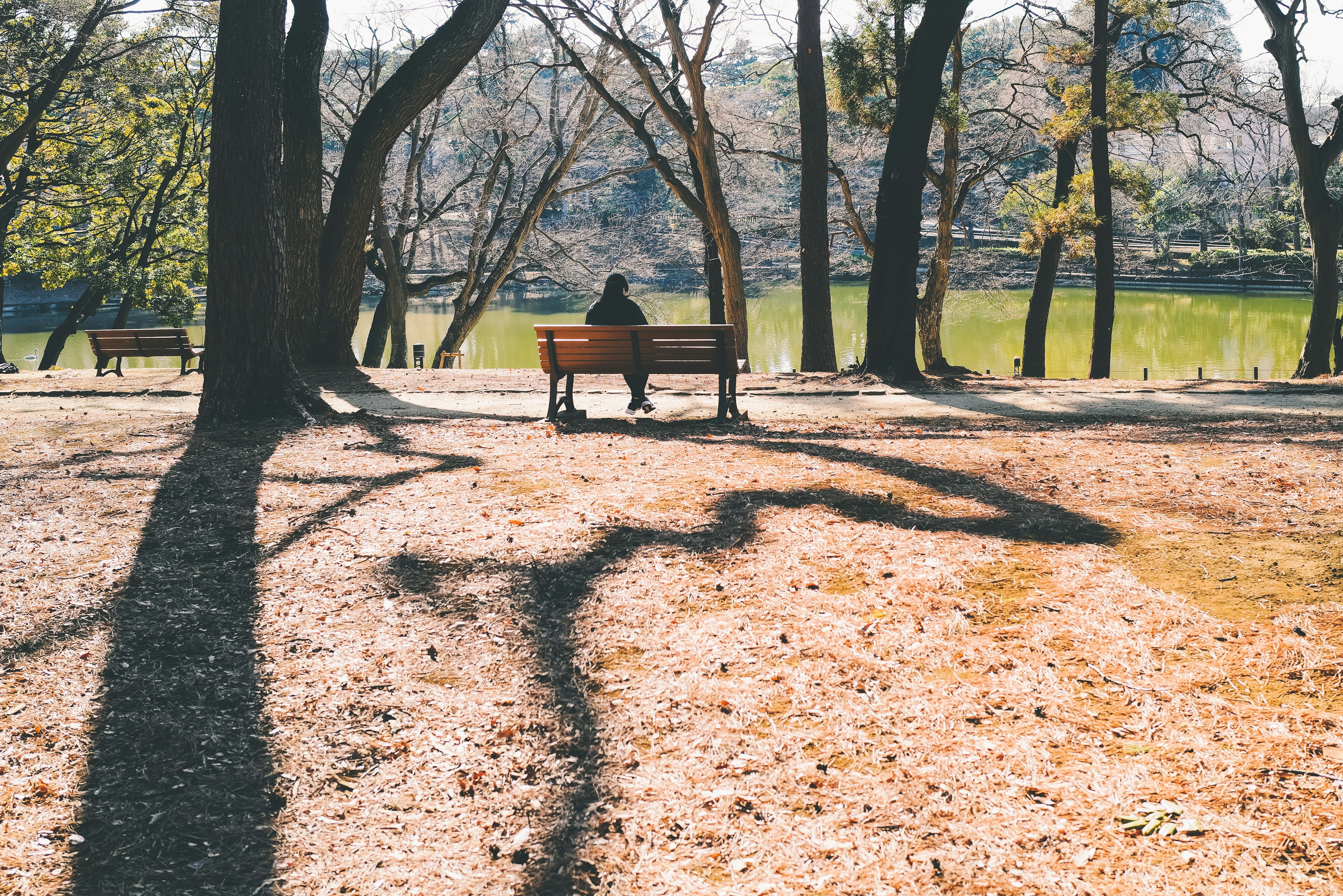 Une personne assise sur un banc dans un parc avec des ombres d'arbres