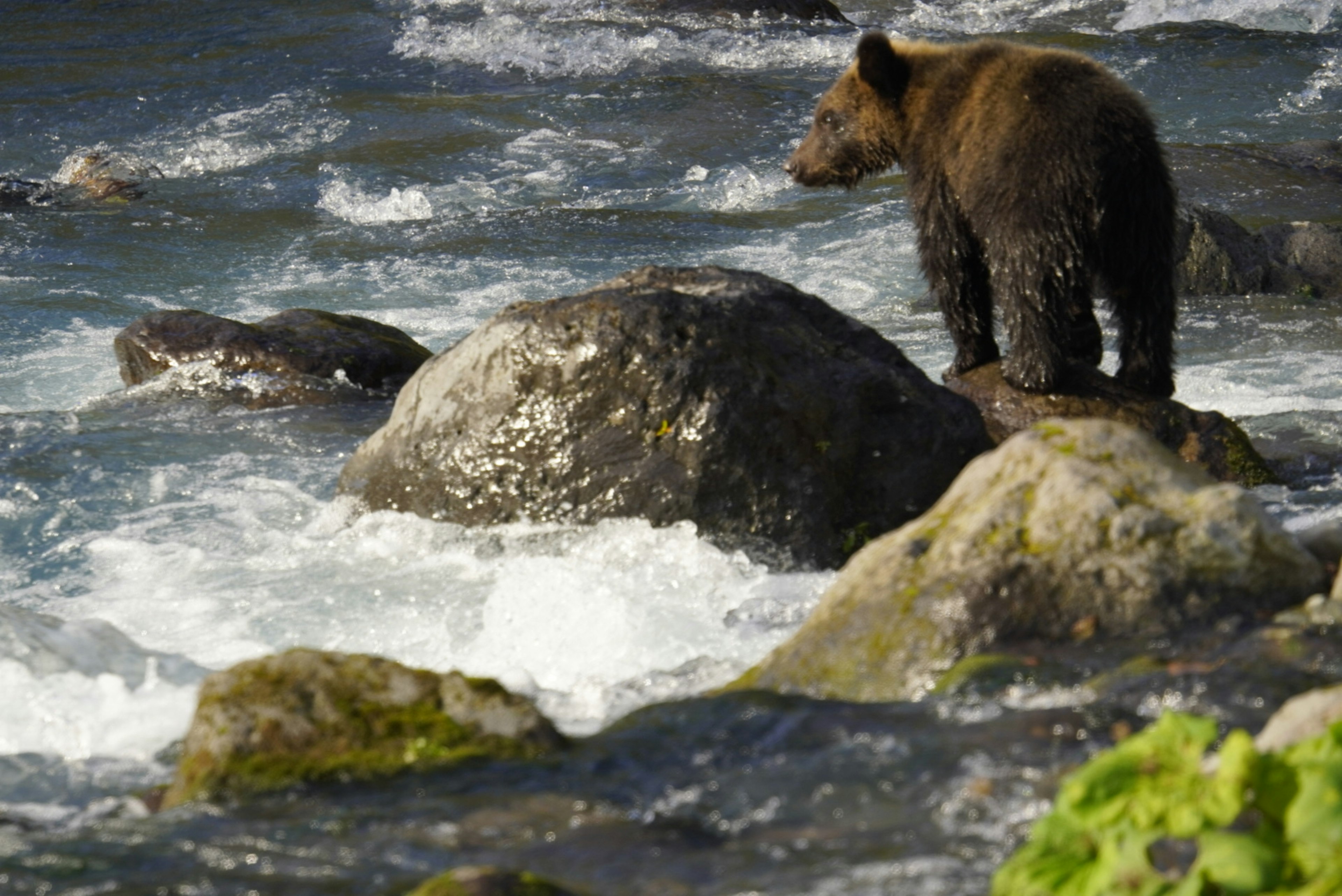 Ein Bär steht auf einem Felsen am Wasser mit Wellen und natürlicher Umgebung