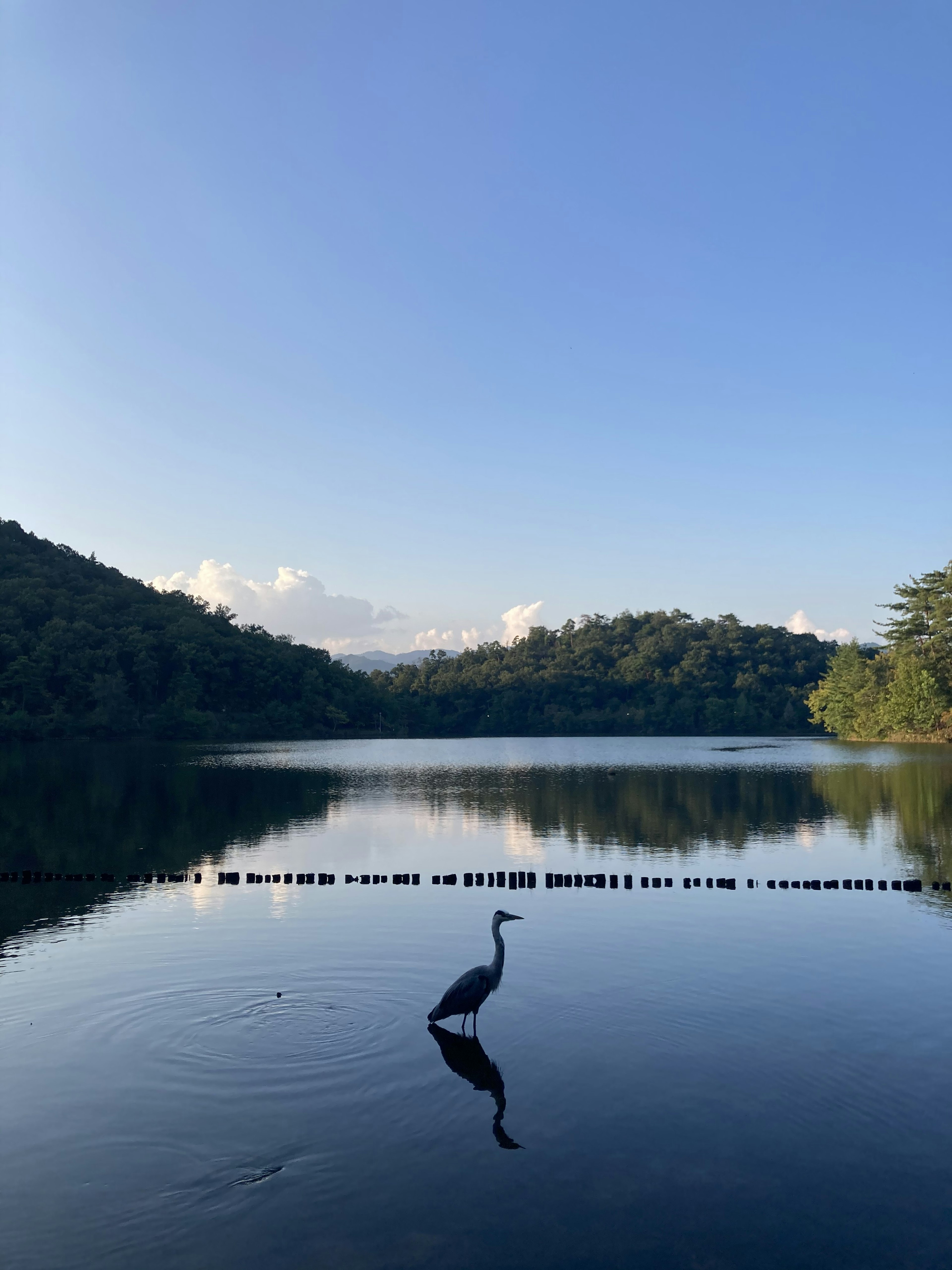 Una garza de pie en las aguas tranquilas de un lago bajo un cielo azul claro