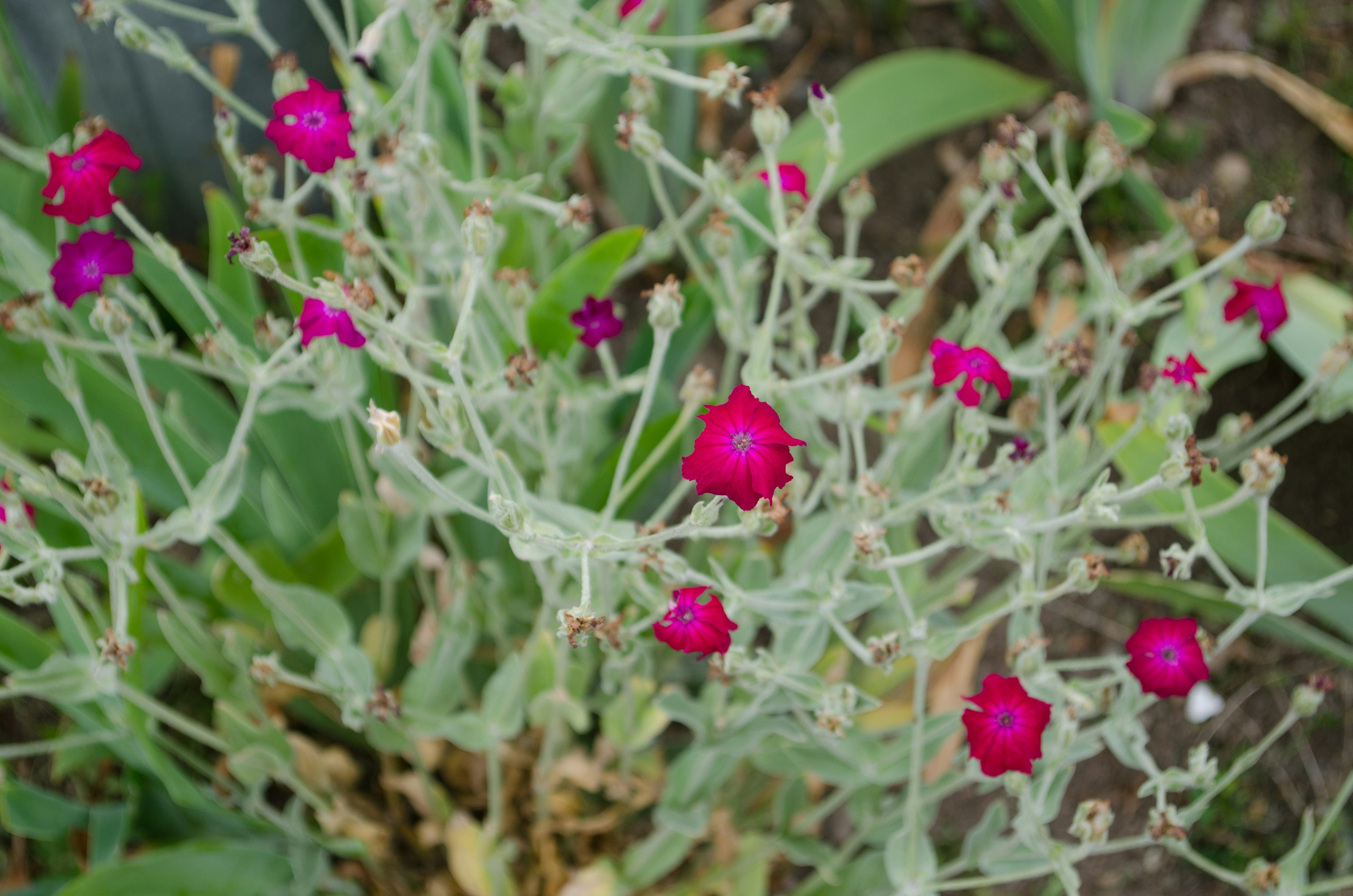 Draufsicht auf eine Pflanze mit dünnen grünen Stängeln und lebhaften magentafarbenen kleinen Blumen