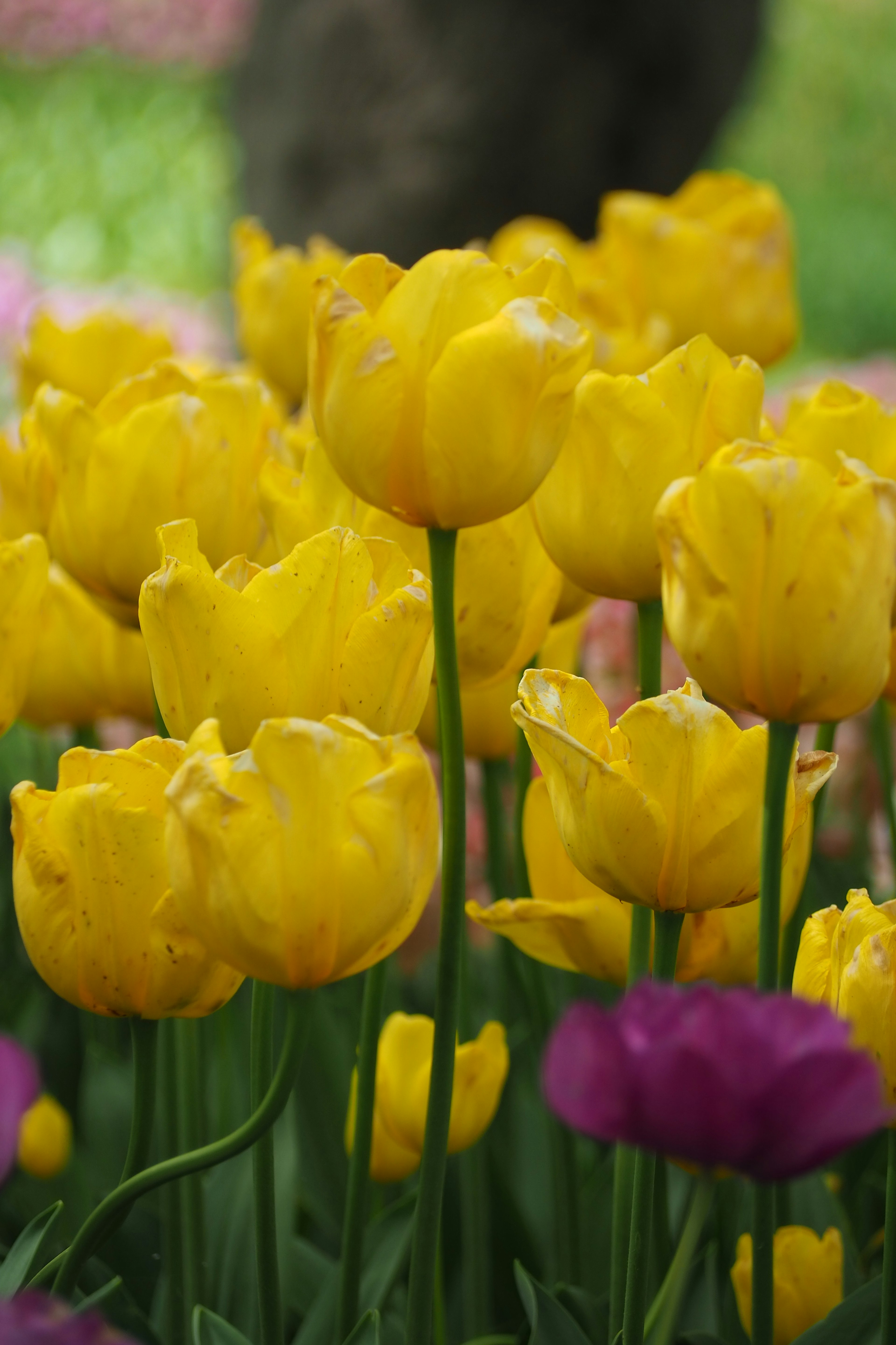 Una vivace esposizione di tulipani gialli in piena fioritura