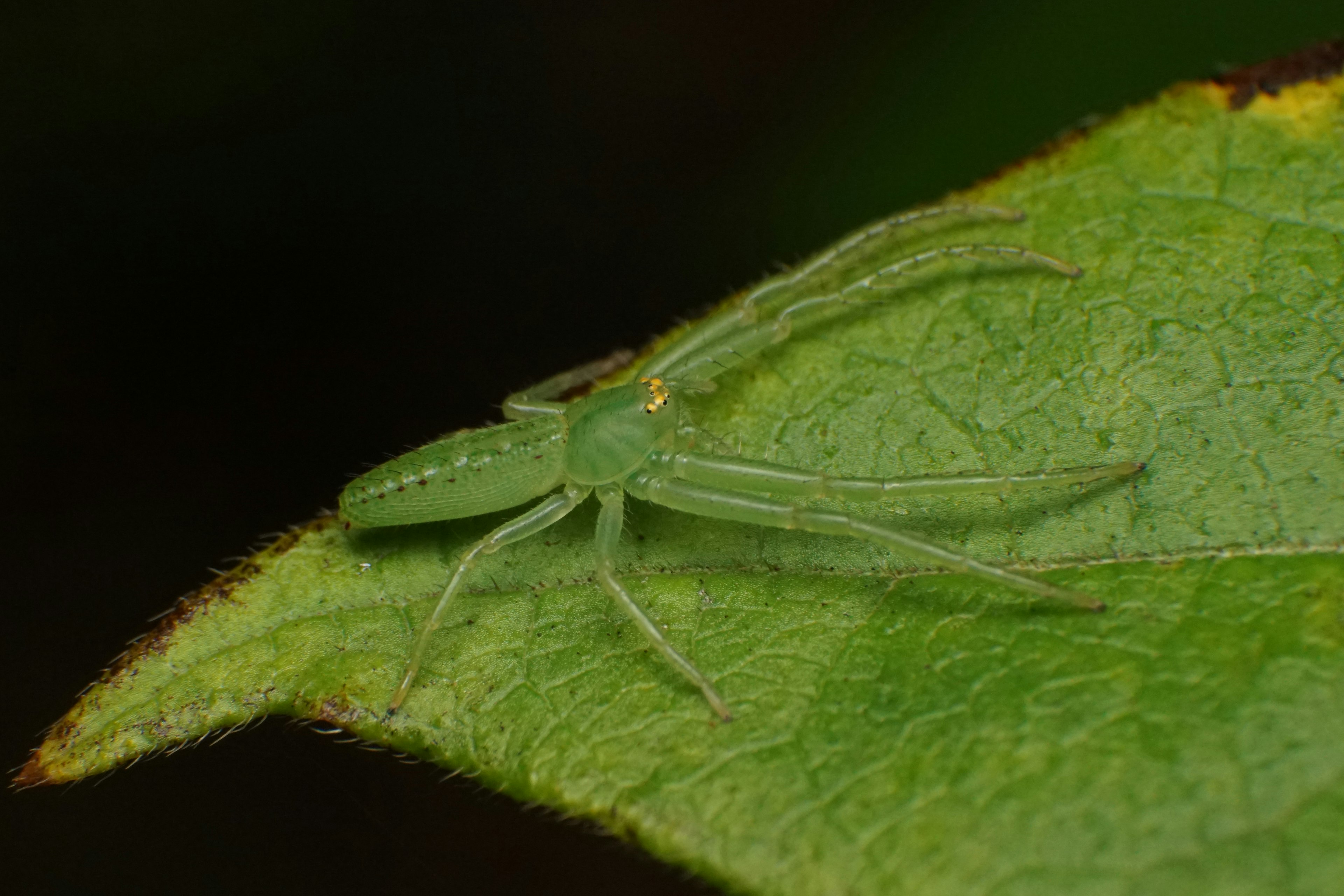 A green spider resting on a leaf