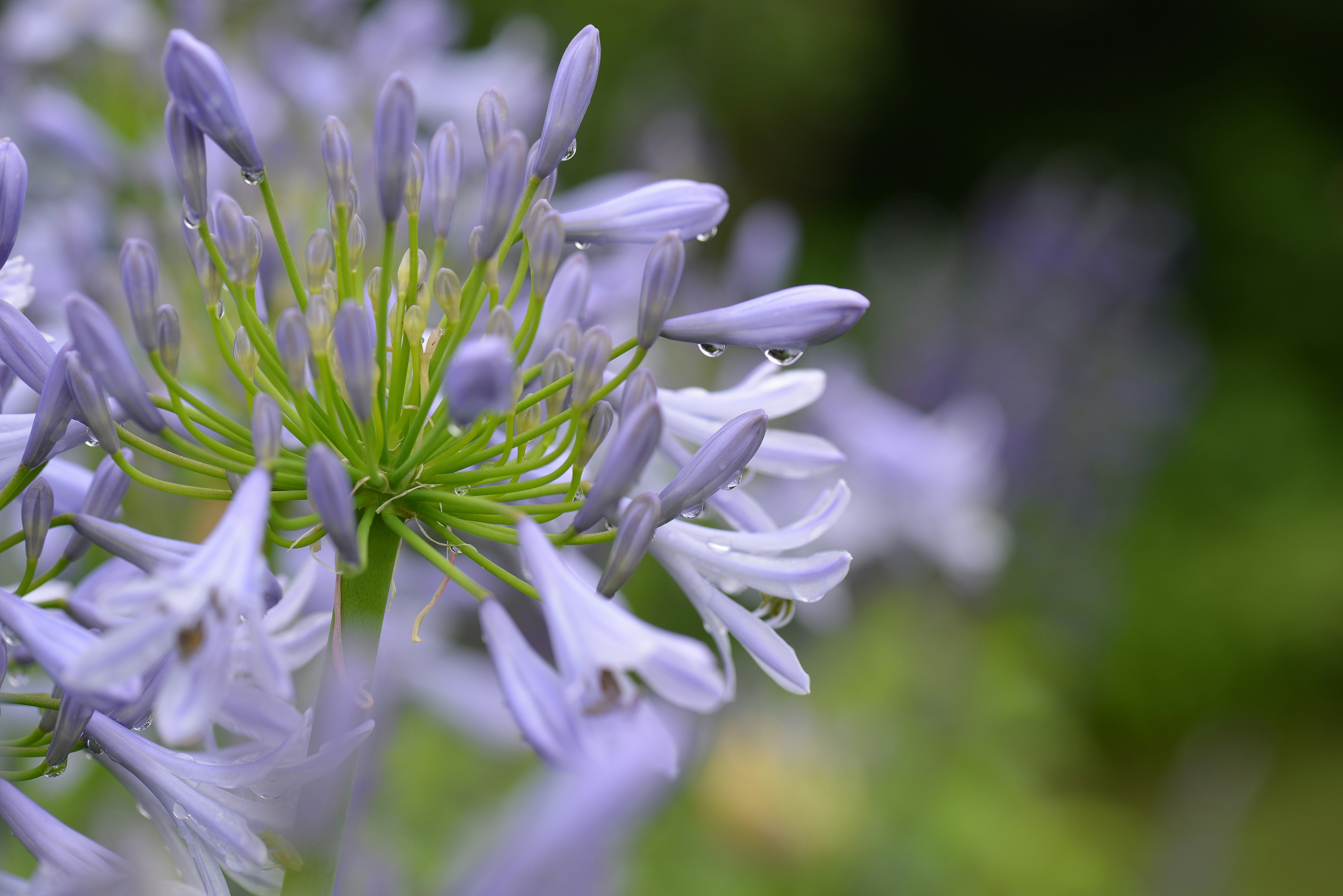 Gros plan de fleurs violettes avec tiges vertes et un fond doux