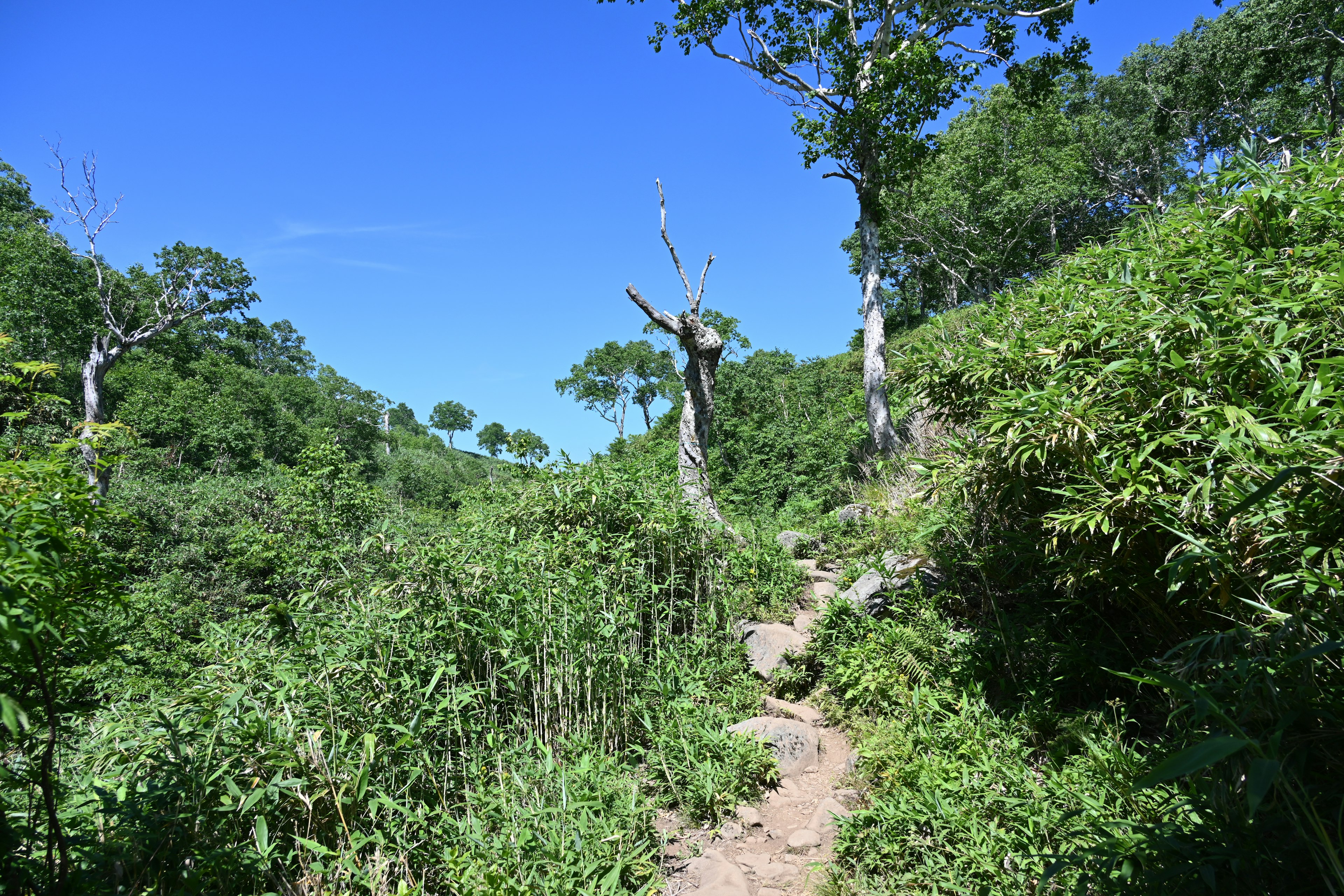 Un sentiero panoramico circondato da vegetazione lussureggiante e alberi sotto un cielo blu chiaro