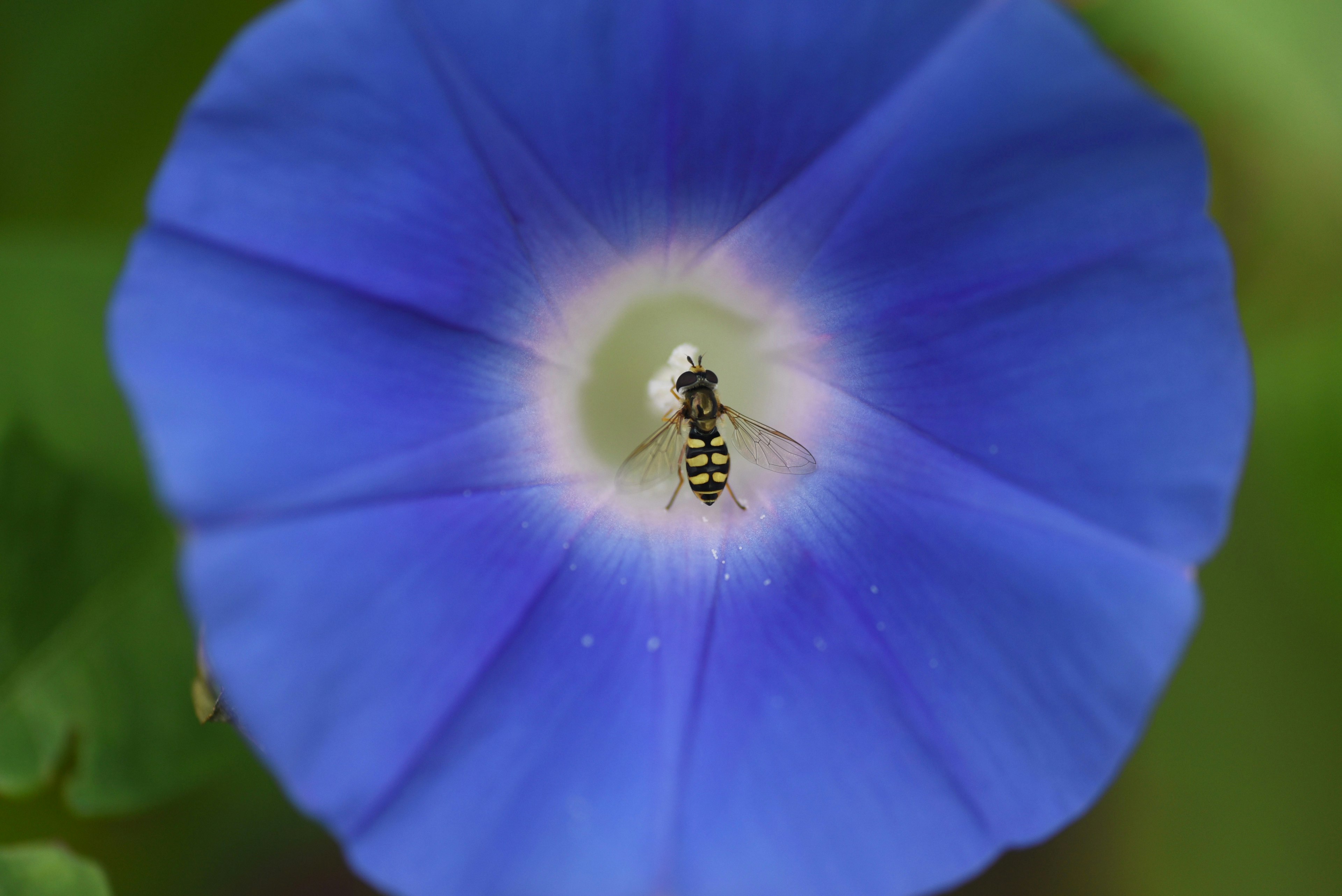 A small insect inside a blue flower with a light center