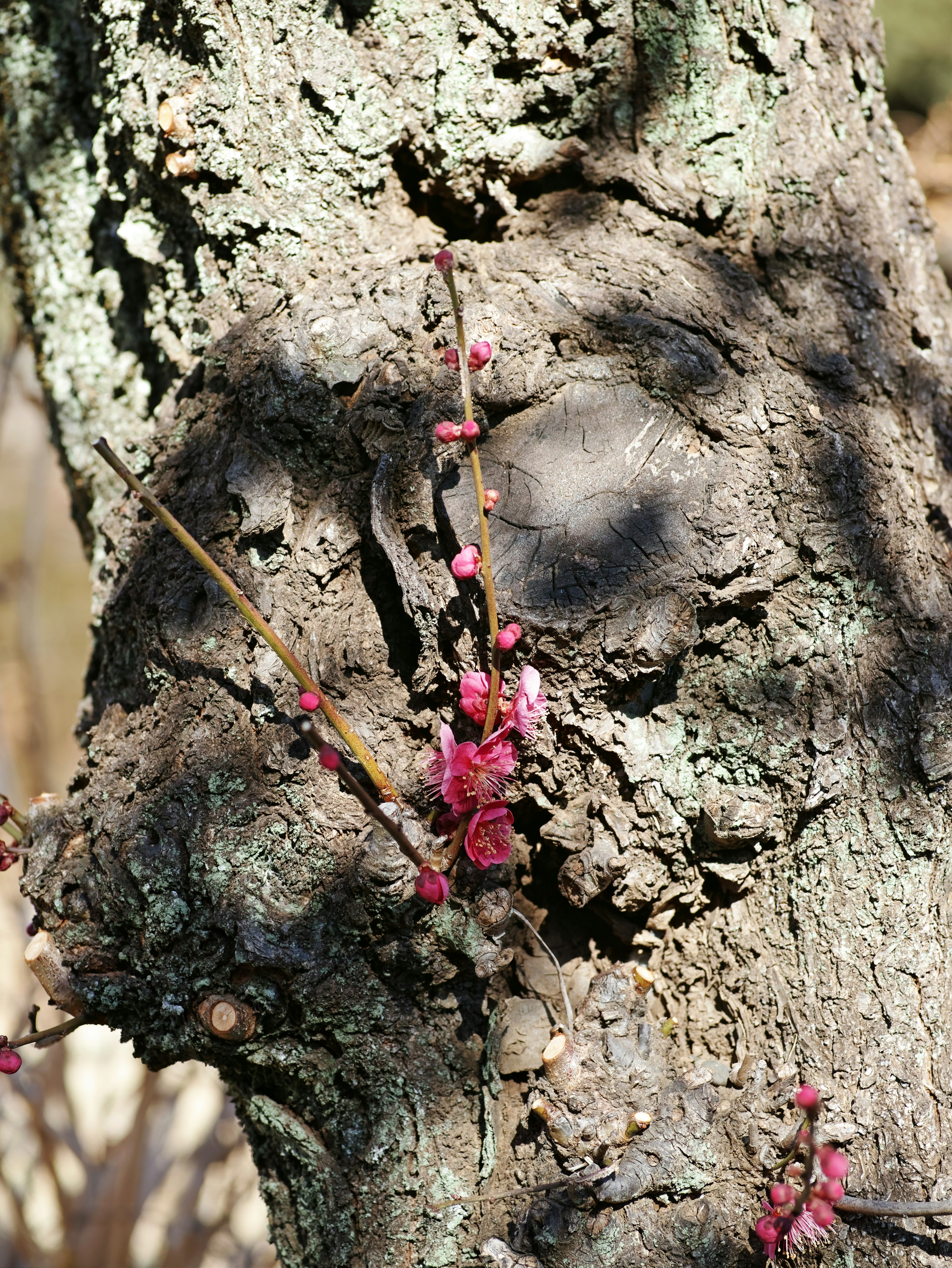 Pink flowers blooming on a textured tree trunk showcasing rough bark details