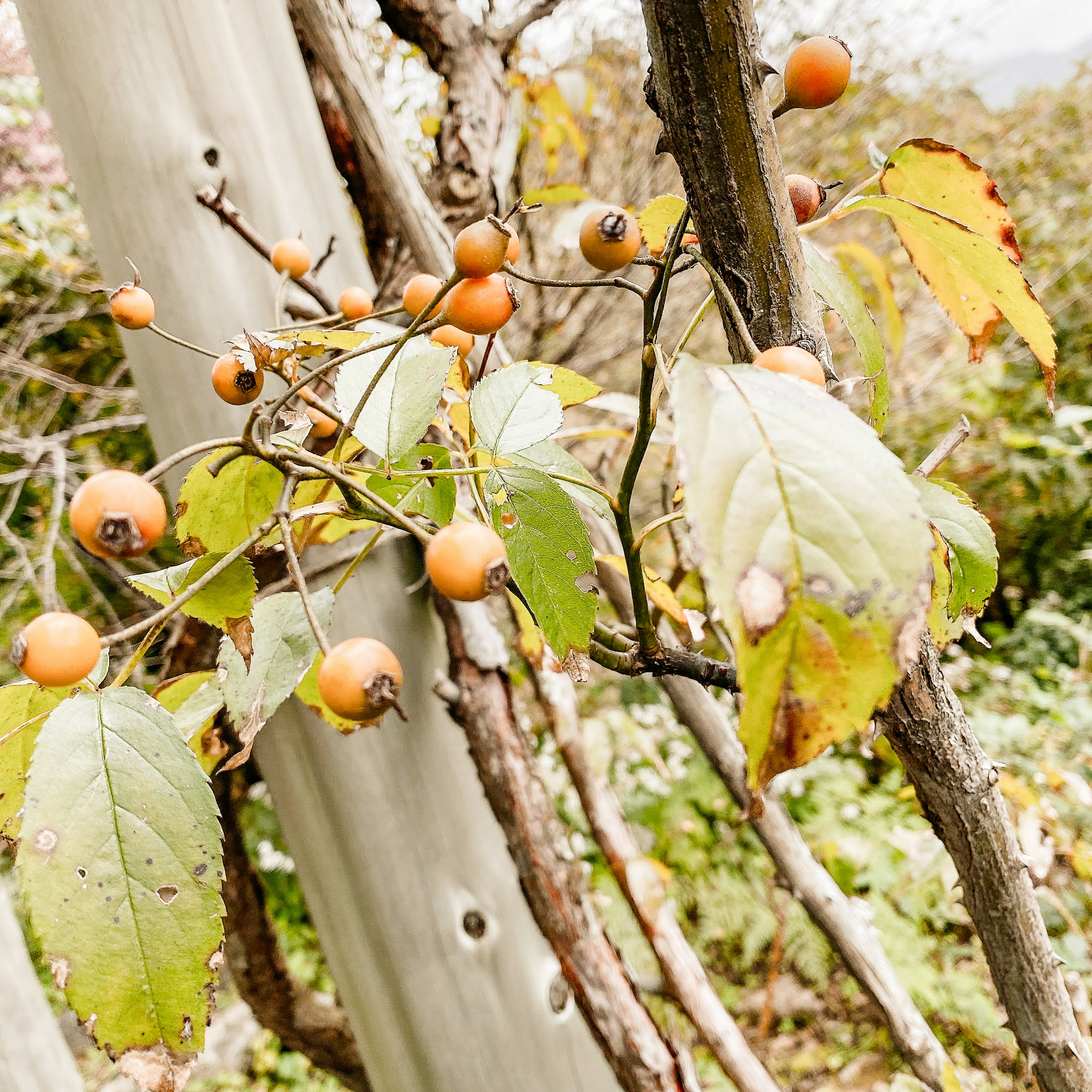 Orange fruits and green leaves growing on a tree trunk