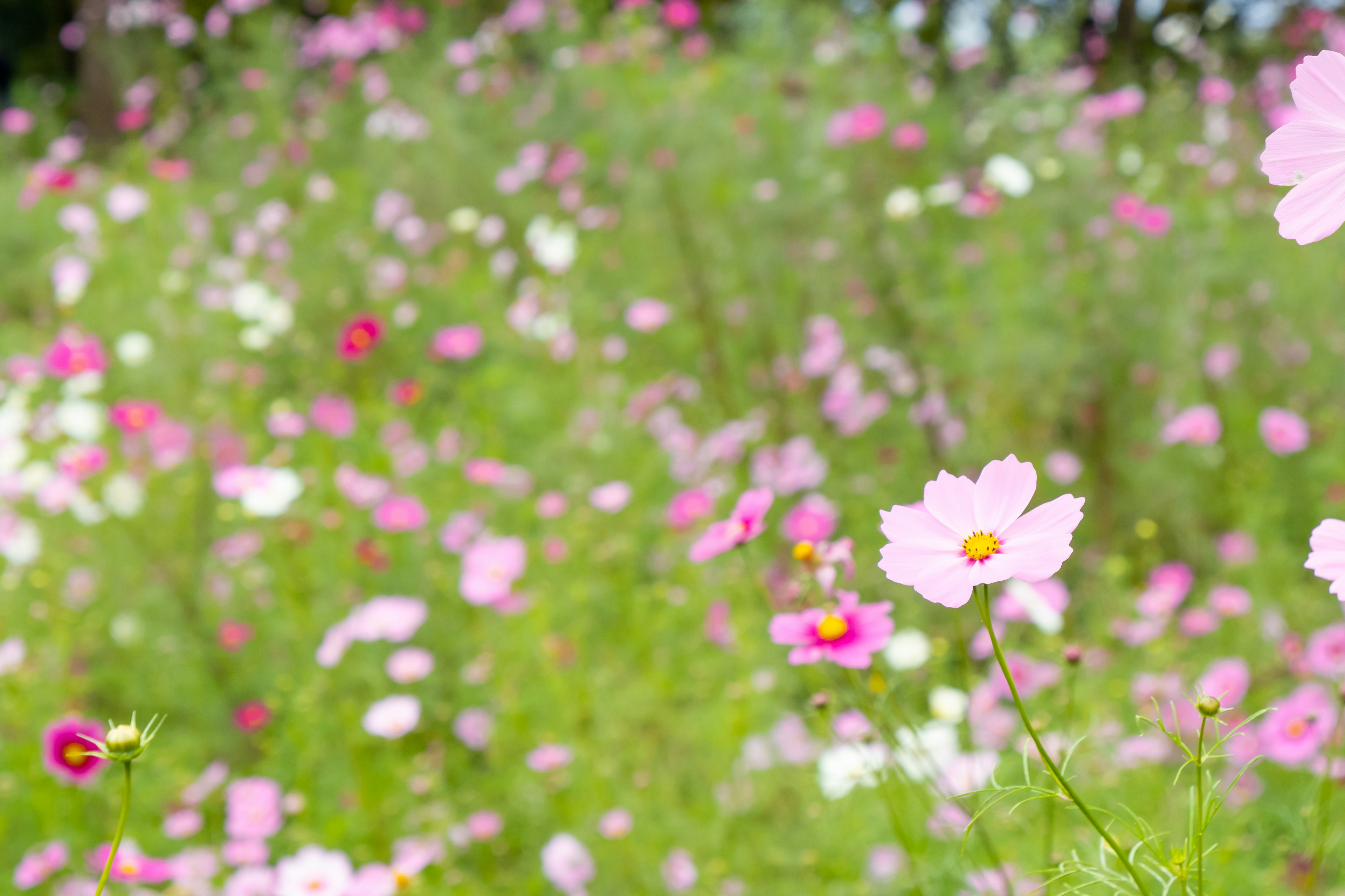 Ein lebhaftes Feld blühender Blumen in verschiedenen Rosa- und Weißtönen