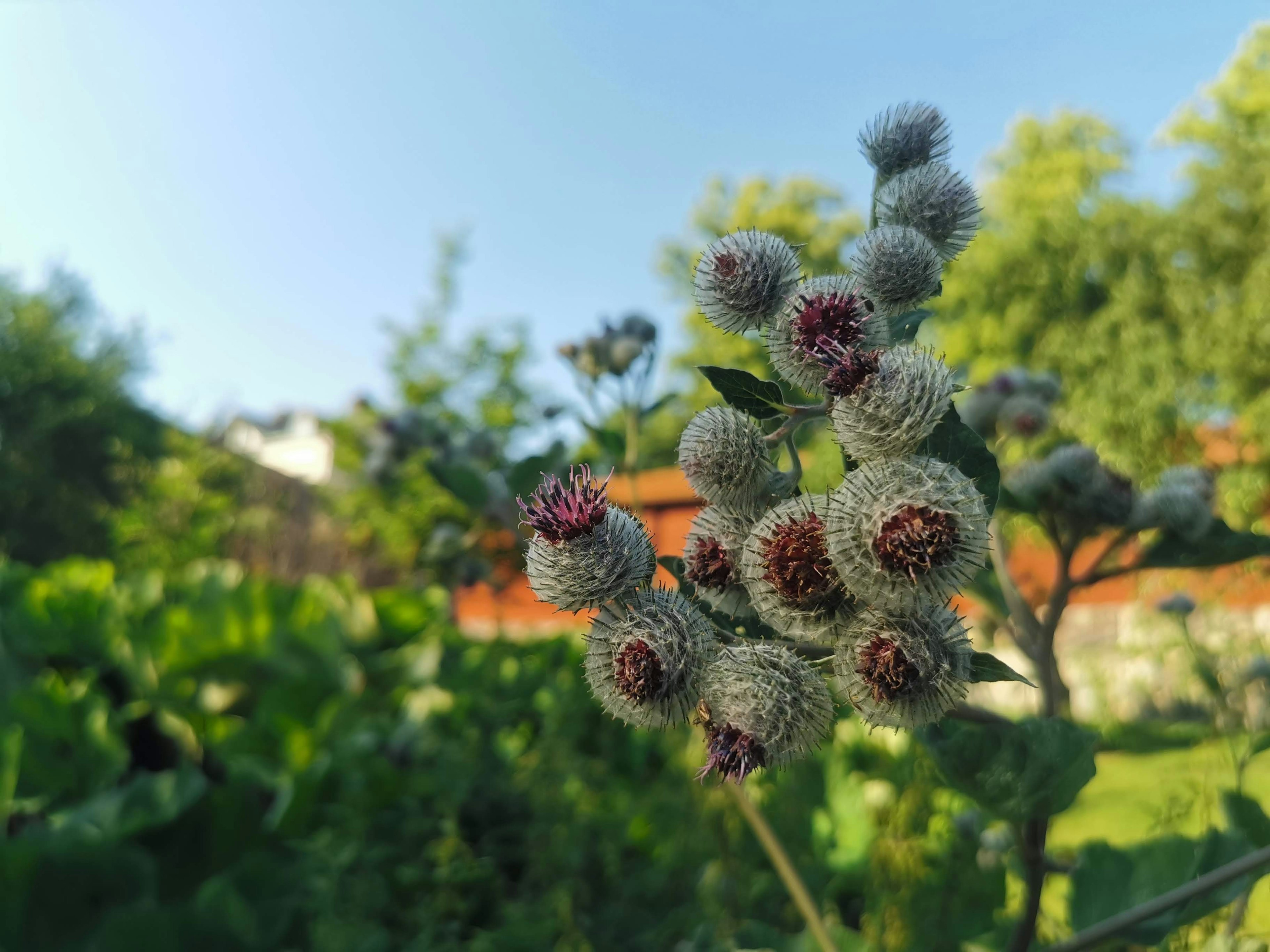 Groupe de boutons de fleurs avec un fond vert