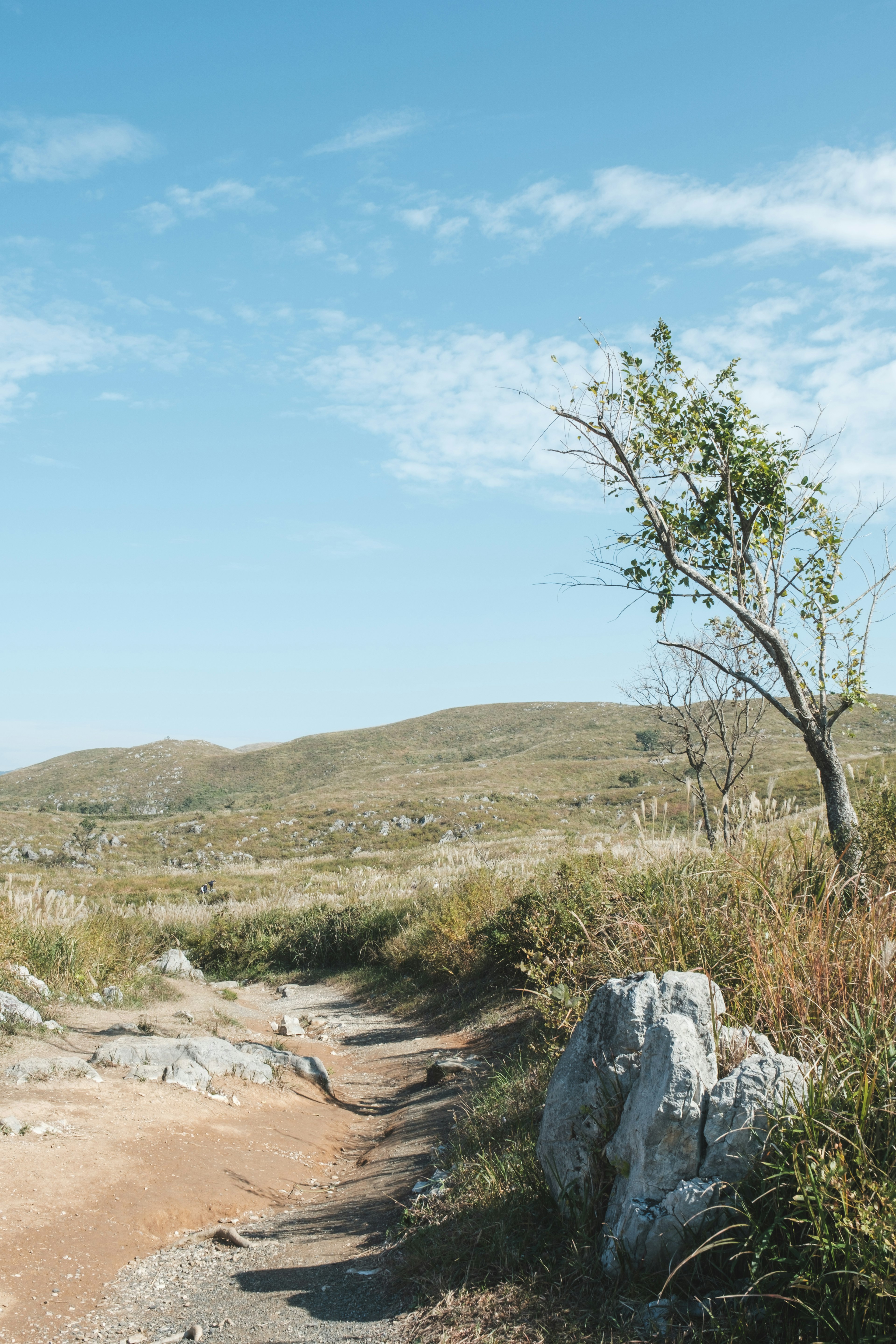 Un solo árbol en un sendero de colina bajo un cielo azul