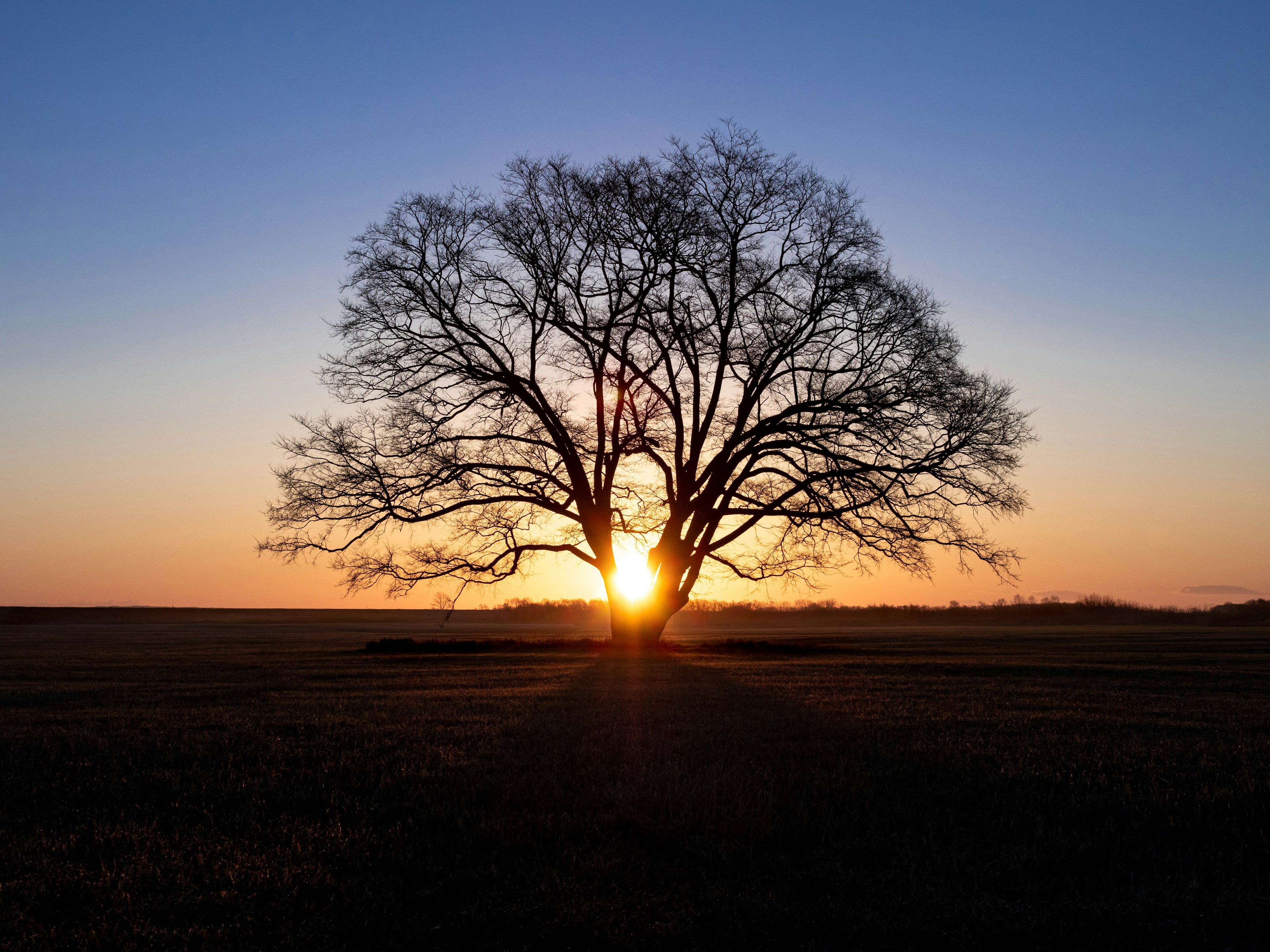 Un gran árbol en silueta contra un cielo de atardecer