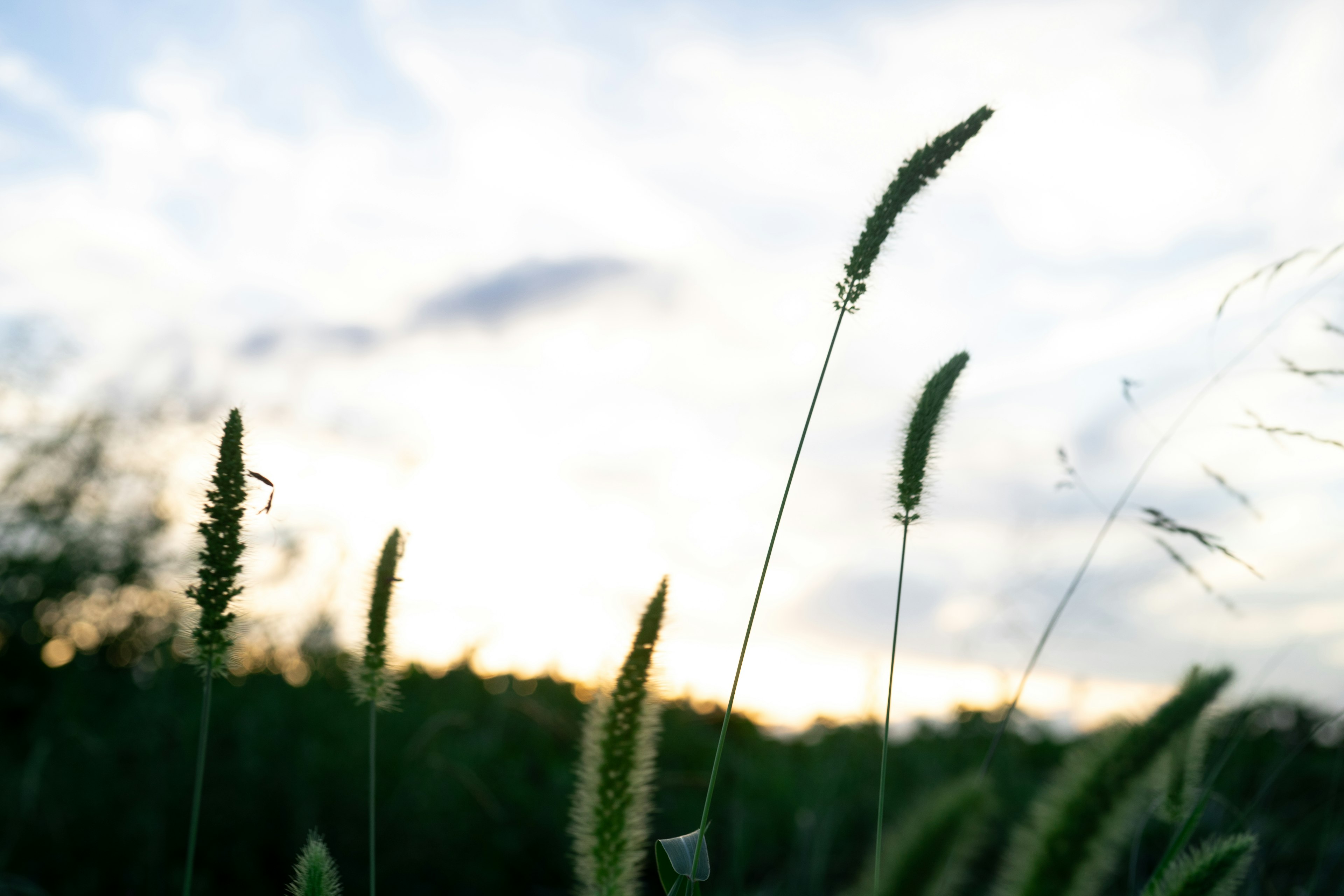 Champ d'herbe avec des épis se balançant sous un ciel de coucher de soleil