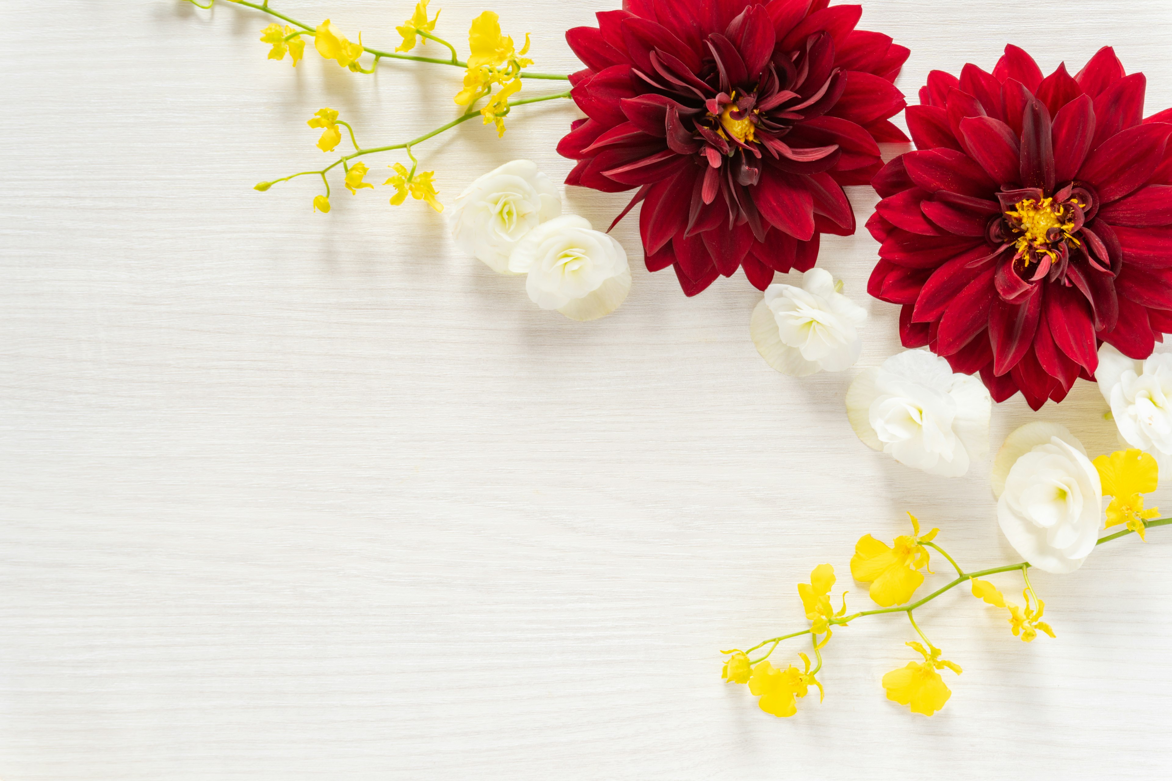 Red dahlias and yellow flowers arranged on a white background