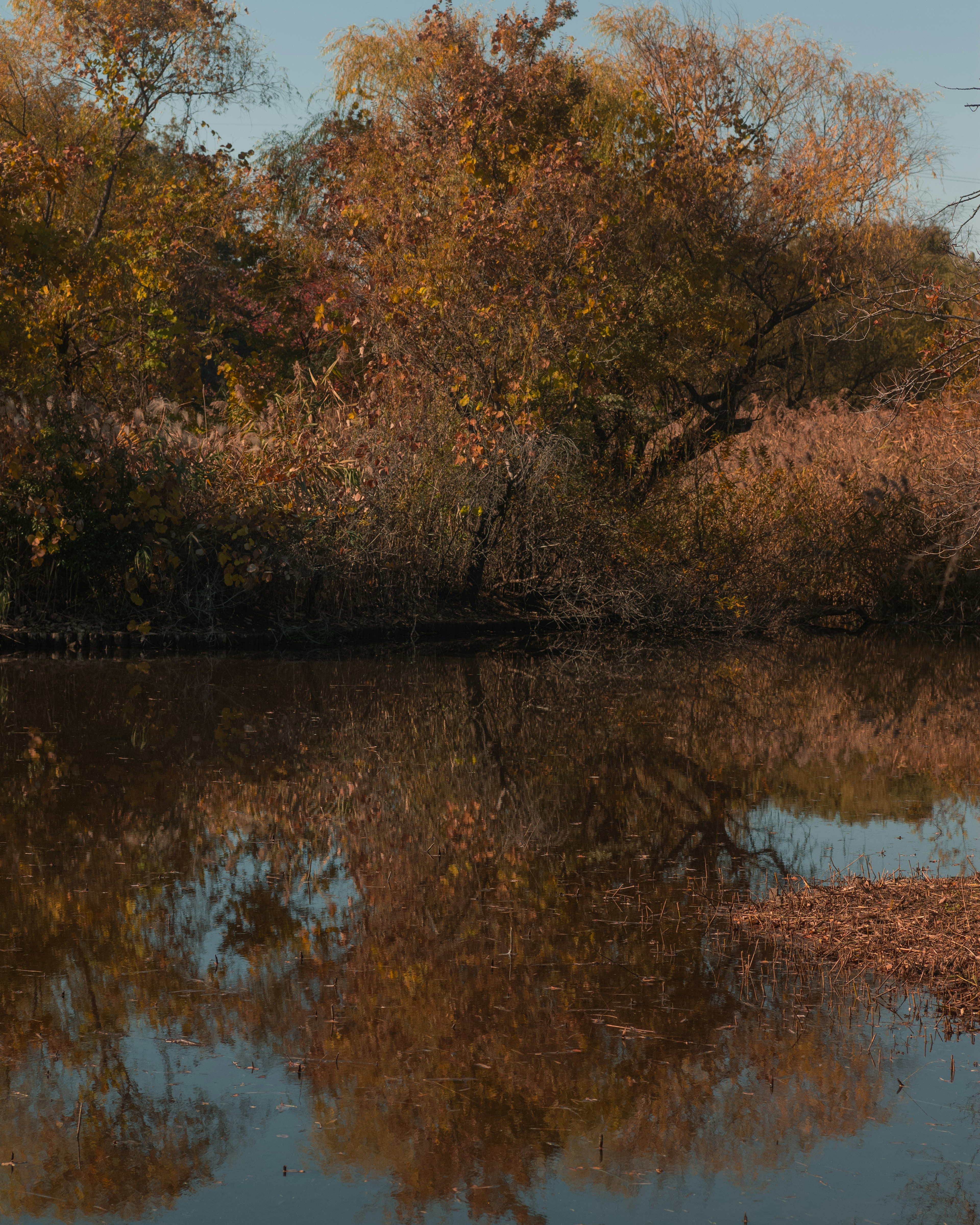 Herbstlaub spiegelt sich in einem ruhigen Teich