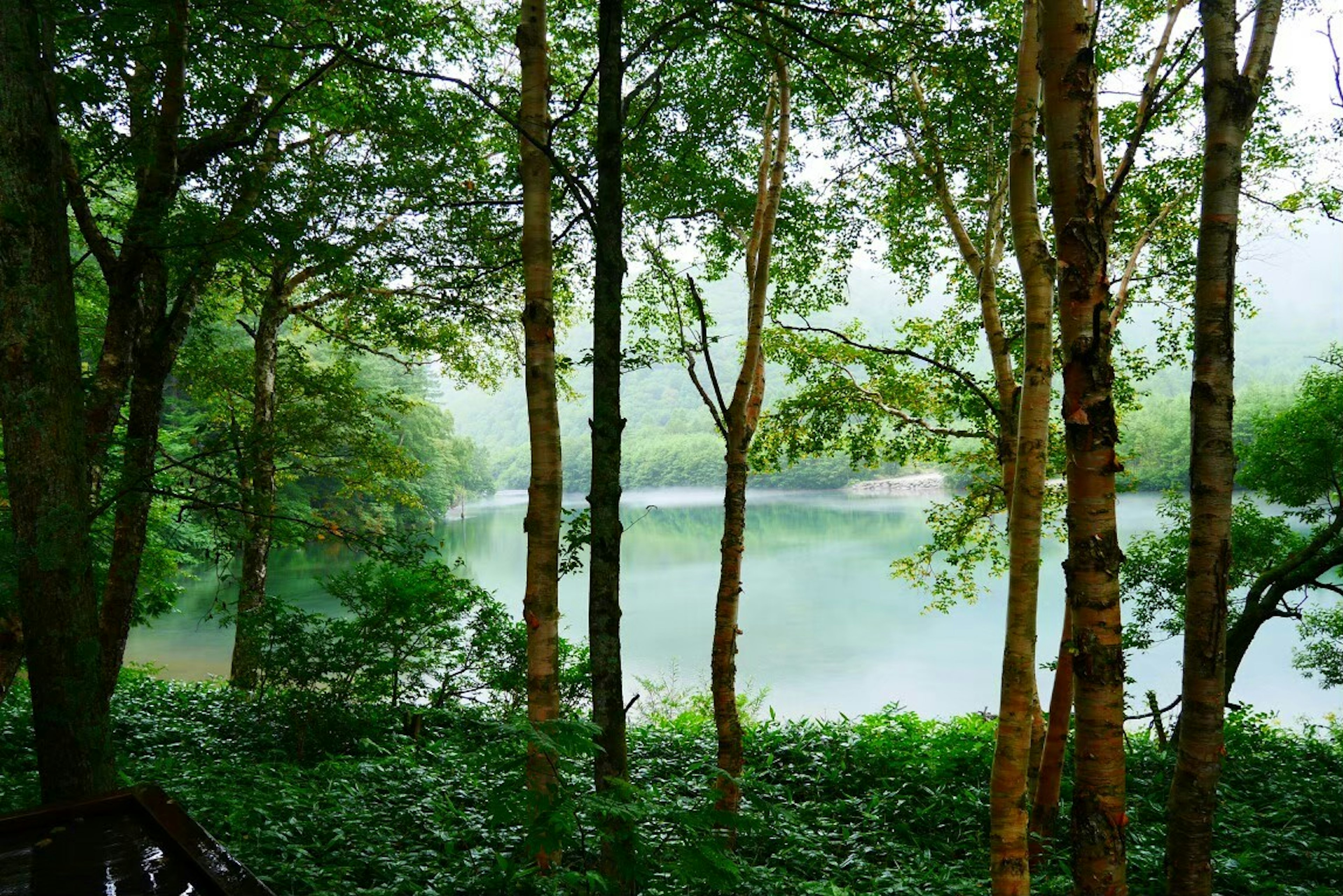 Serene lake surrounded by lush green trees