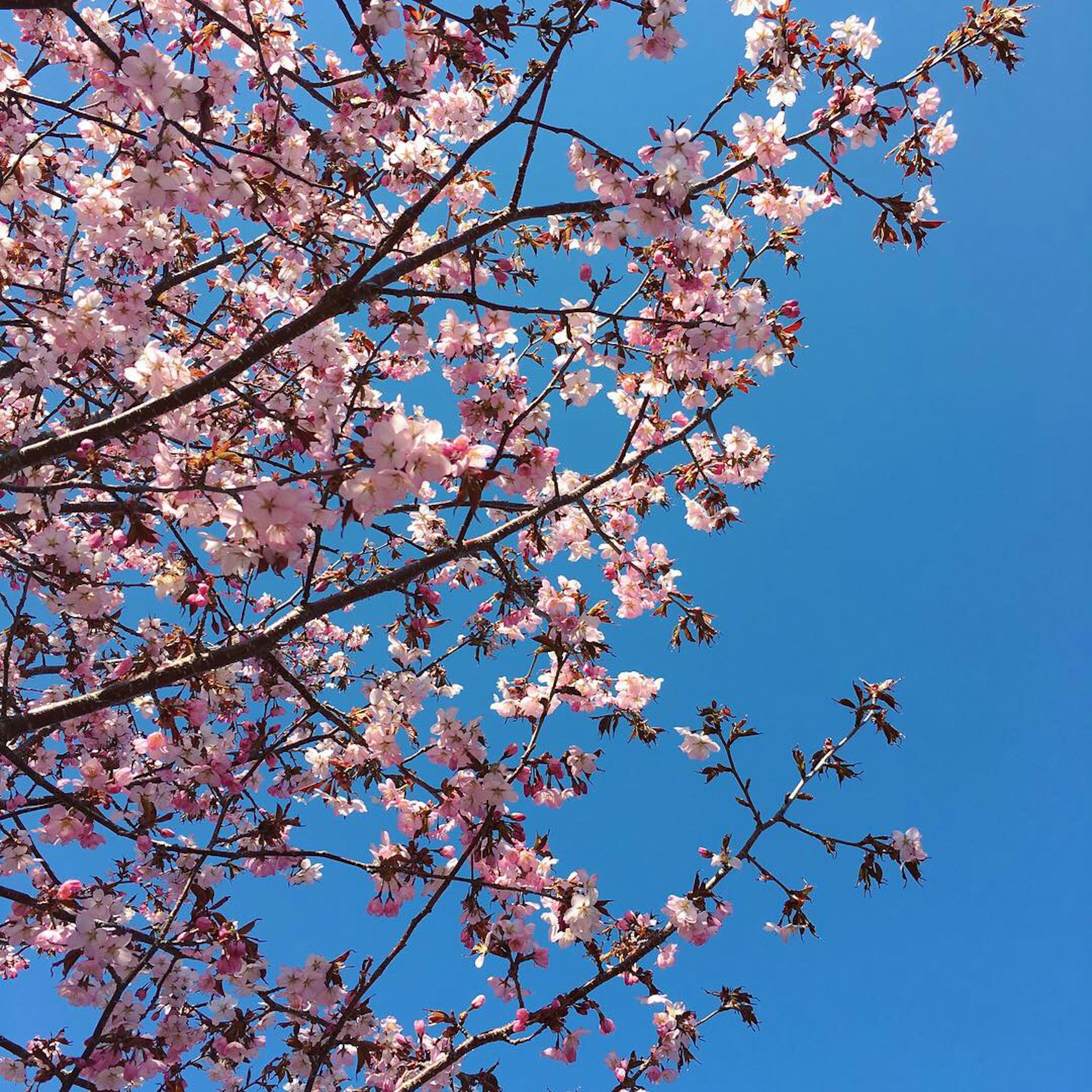 Kirschblüten in voller Blüte vor einem klaren blauen Himmel