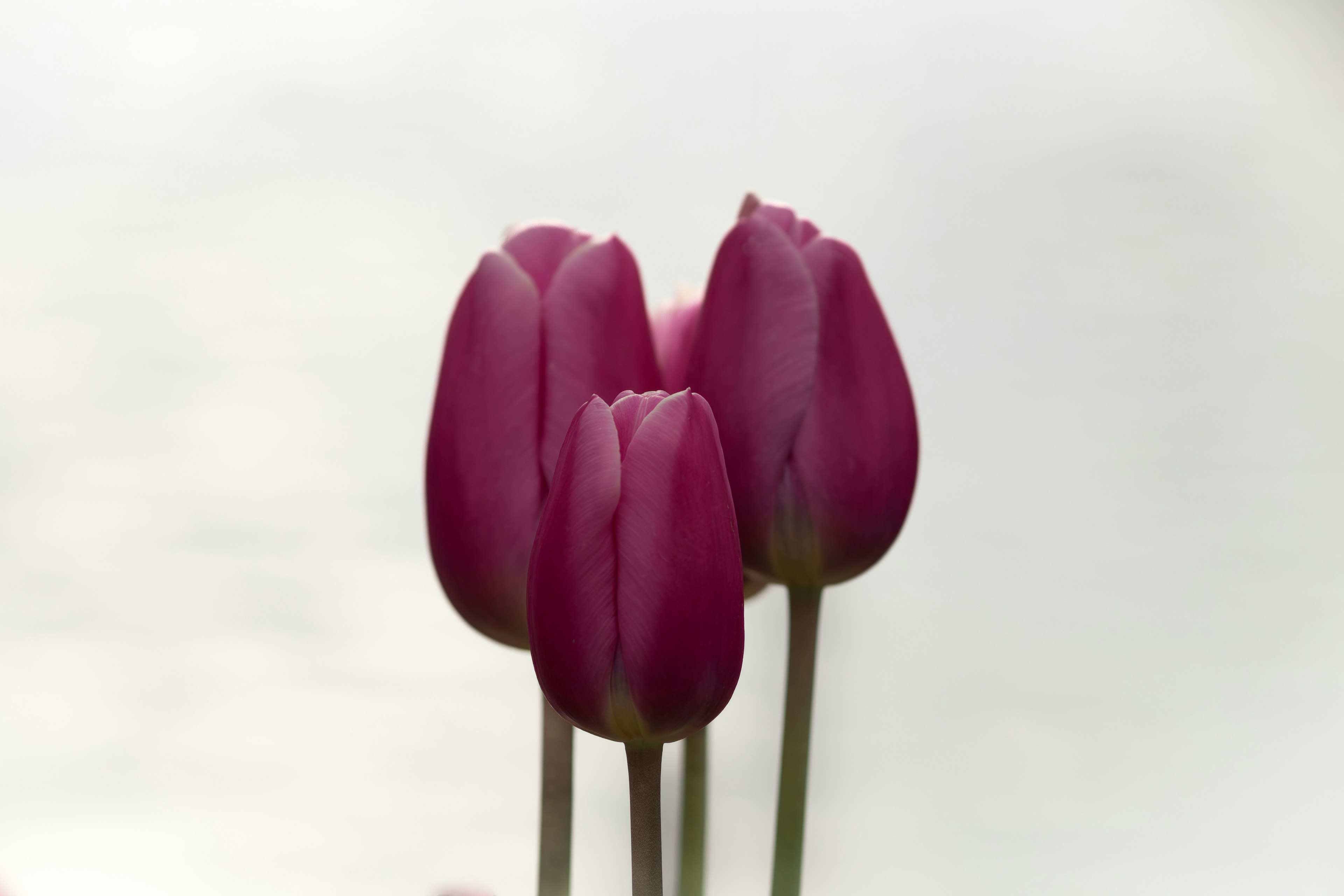 Drei lila Tulpen nah beieinander vor einem sanften Hintergrund