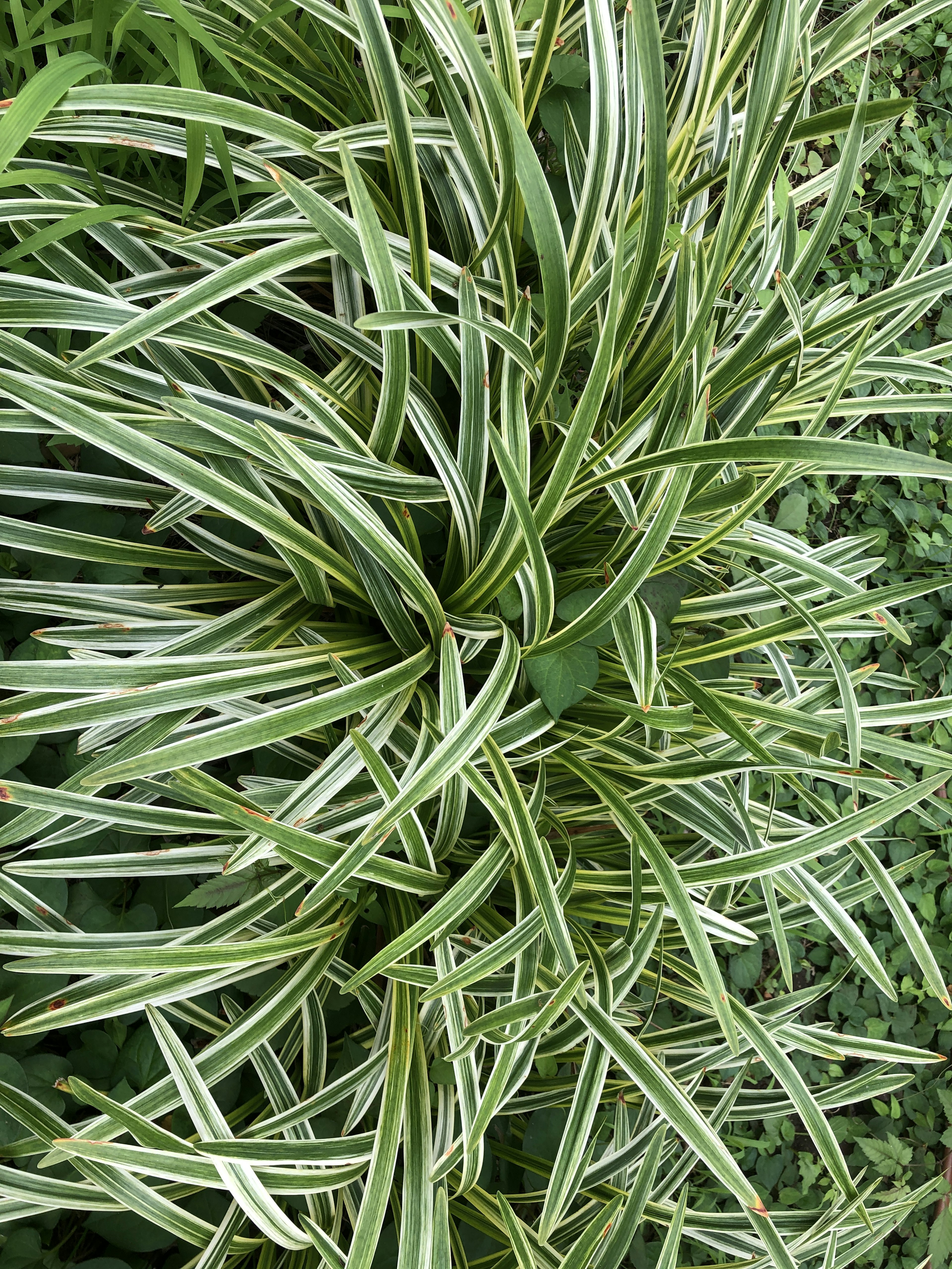 Primer plano de una planta con hojas rayadas verdes y blancas