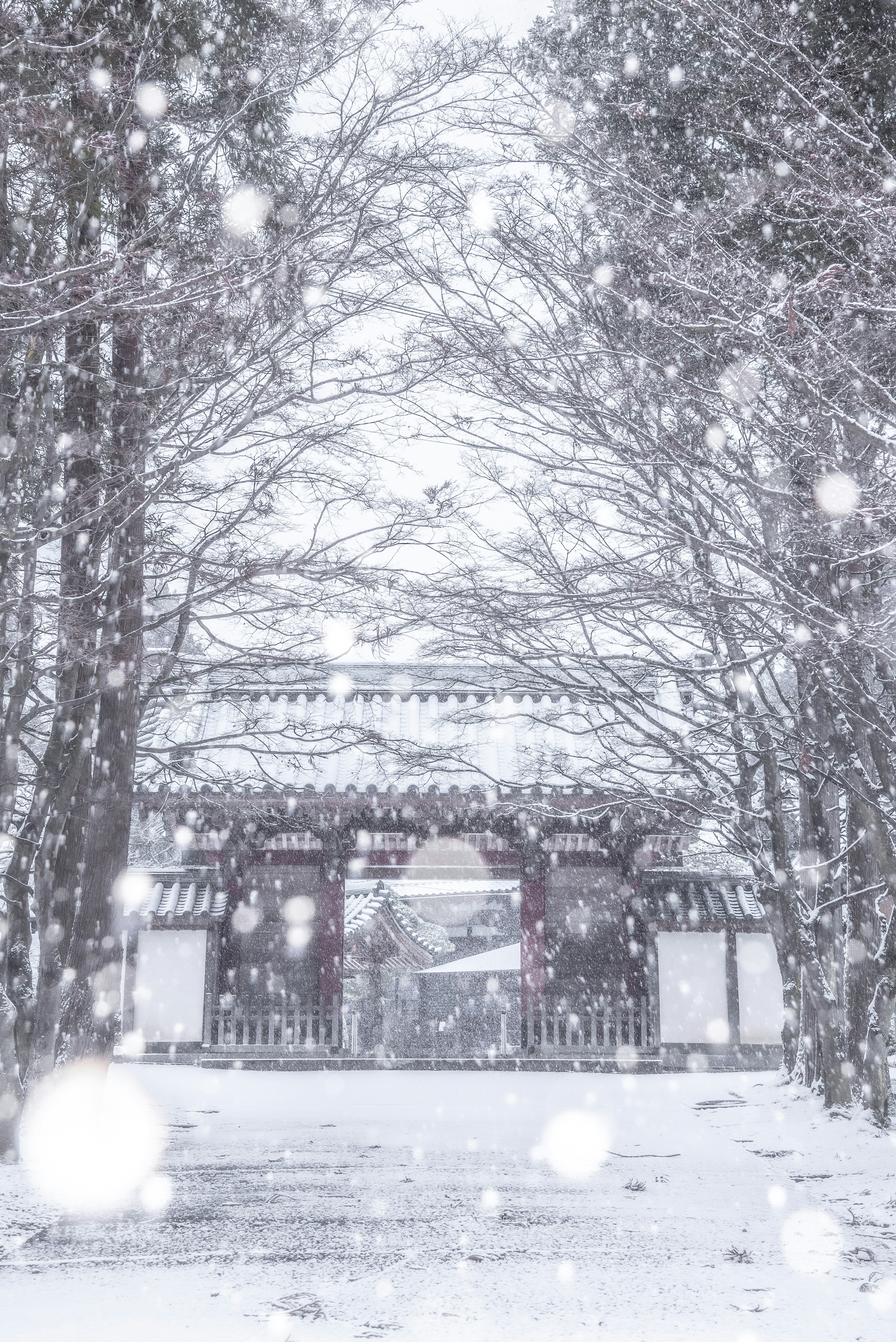 雪の中の寺院の門と木々の並木道