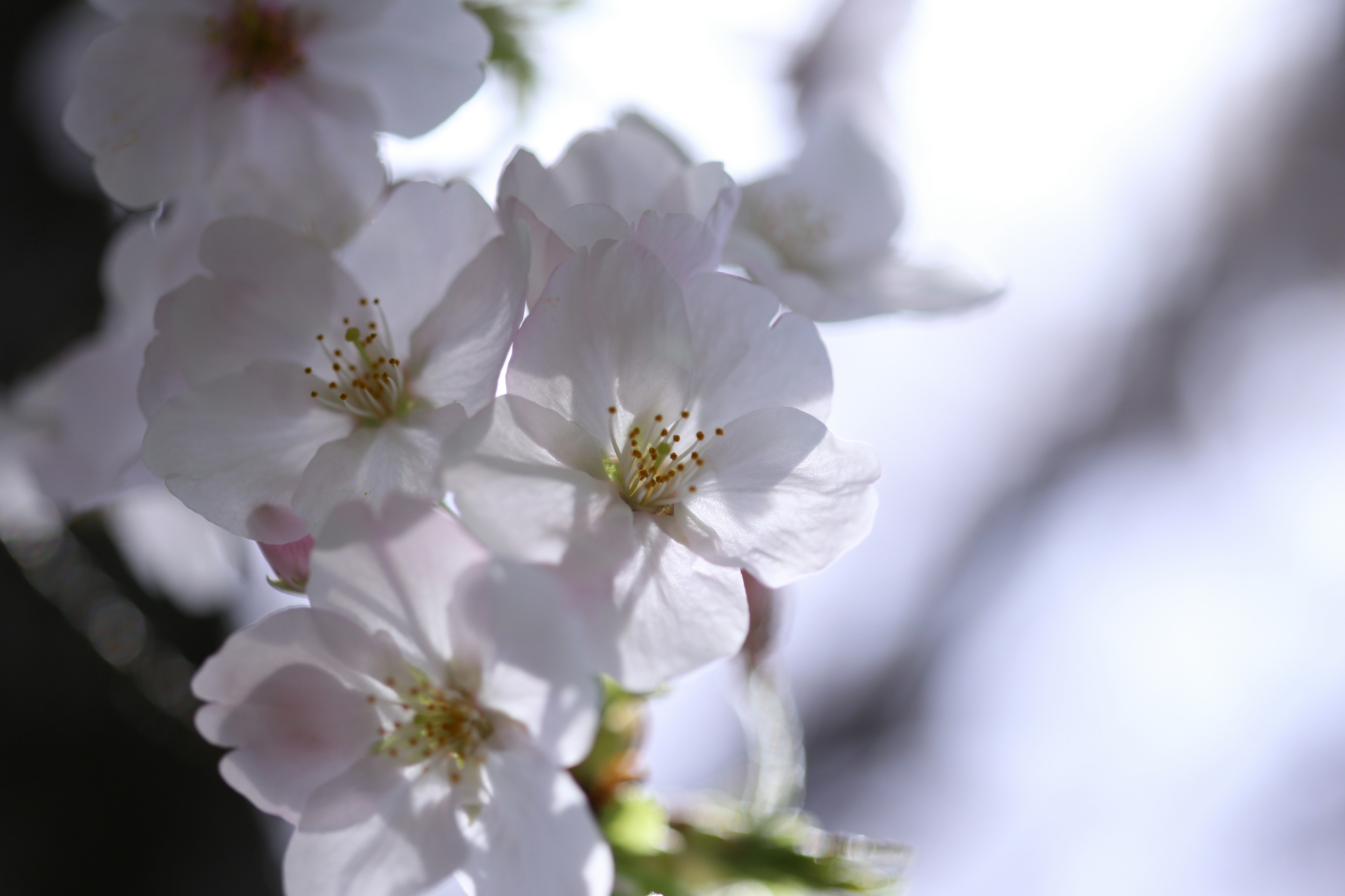 Close-up bunga sakura dengan kelopak putih dan benang sari kuning diterangi cahaya lembut