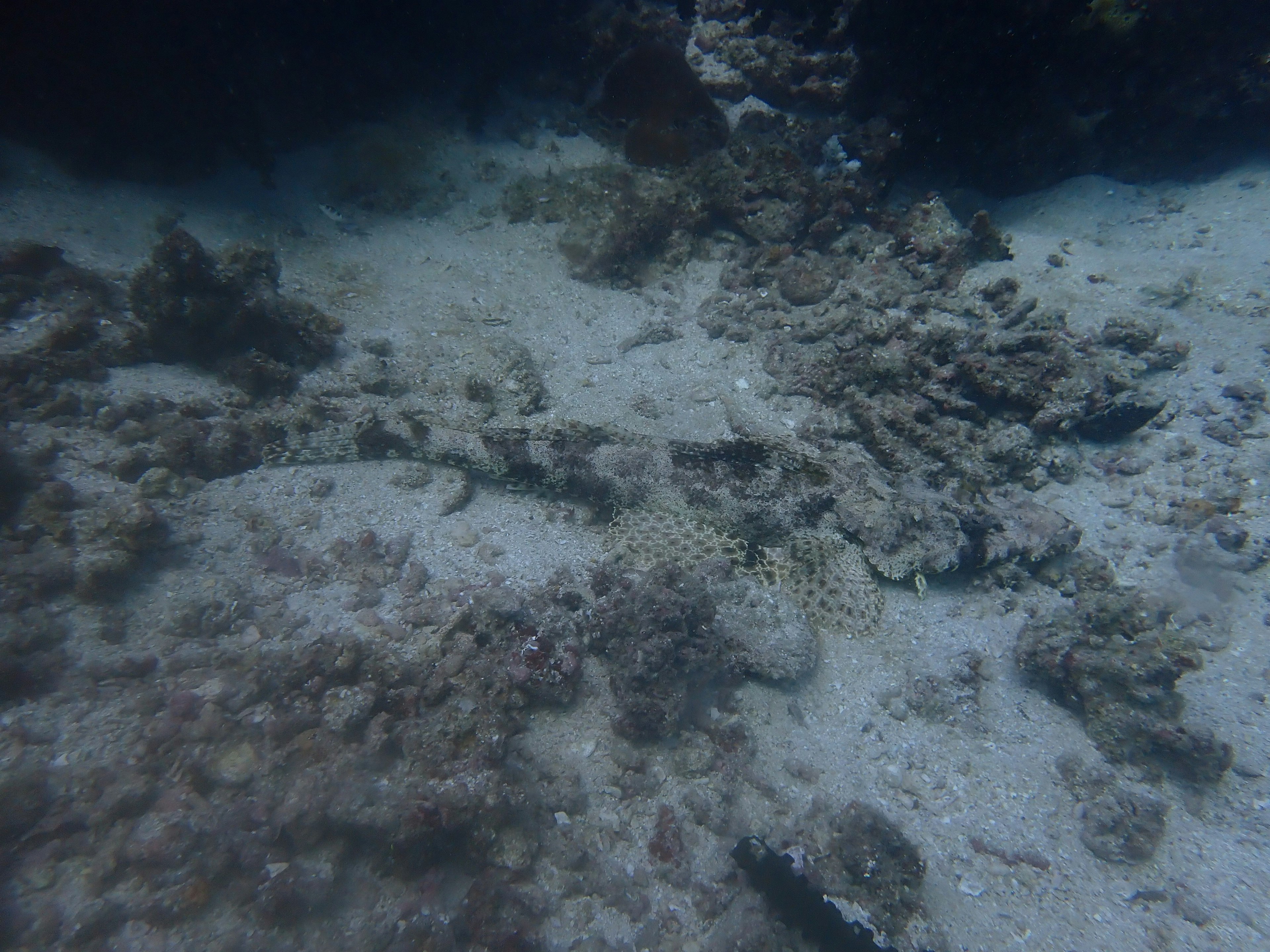 Underwater scene featuring coral reef and sandy bottom with camouflaged fish