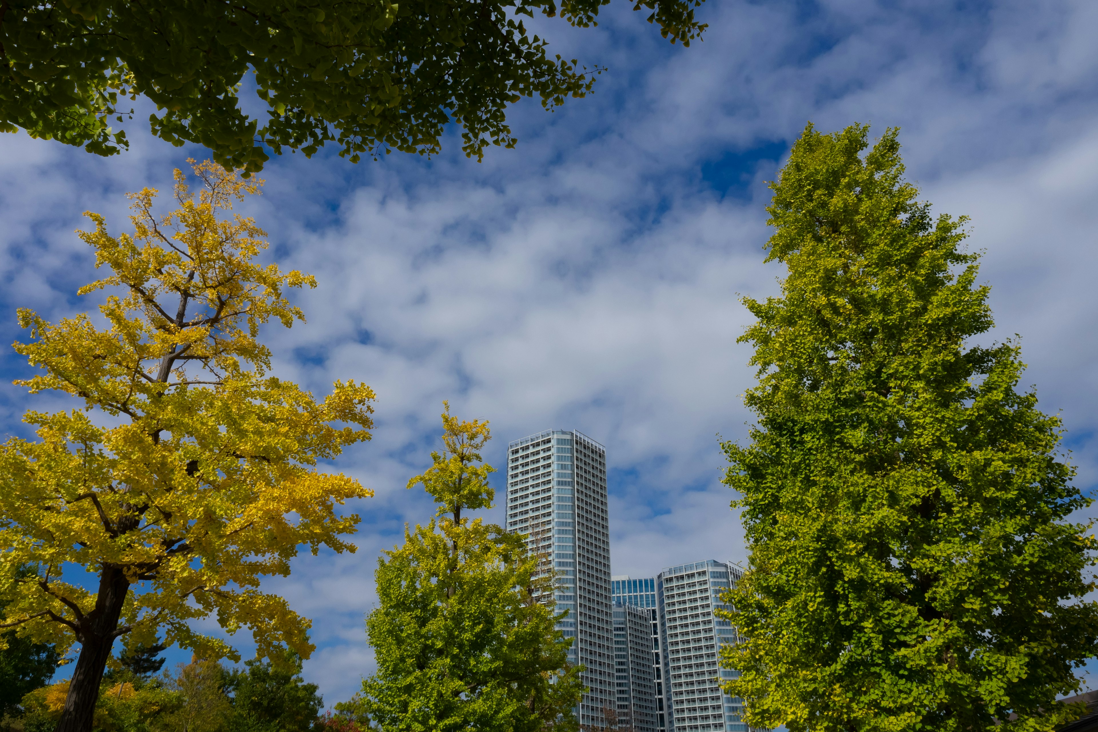 Hochhäuser vor blauem Himmel und Wolken mit bunten Bäumen