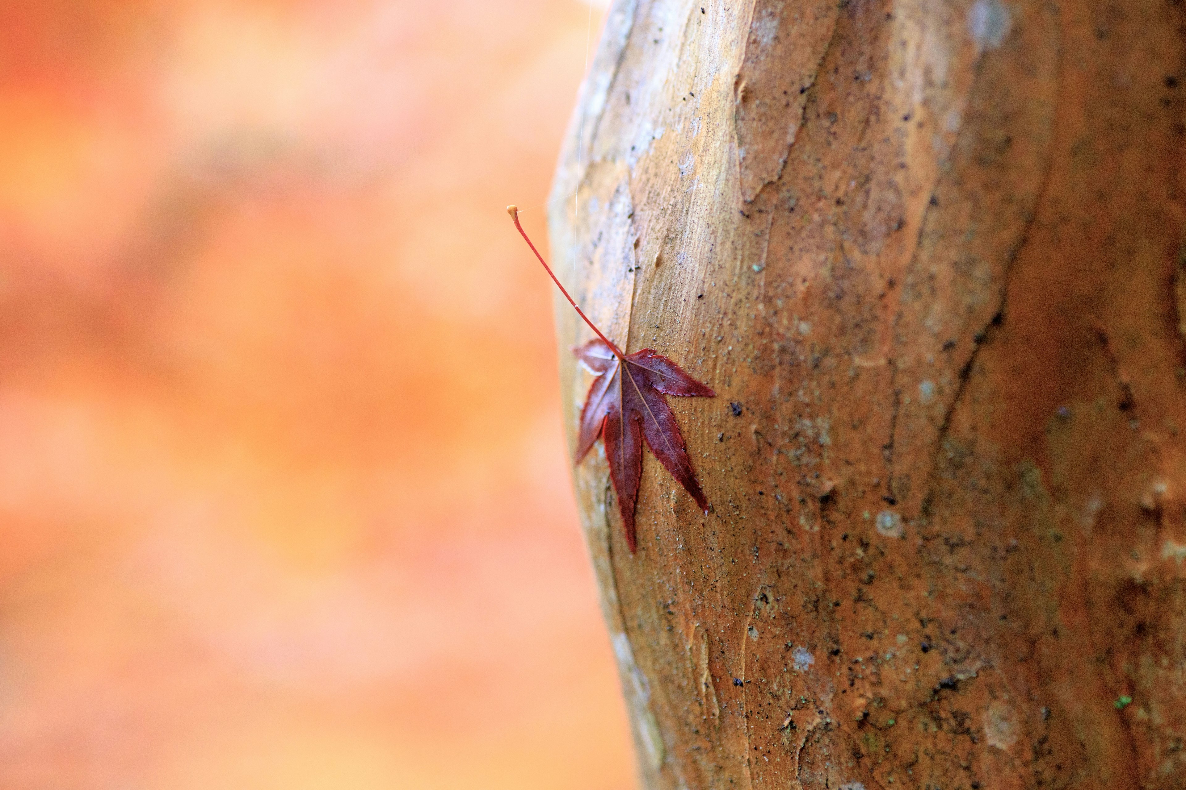 Una foglia rossa si aggrappa a un tronco d'albero in uno sfondo sfocato morbido