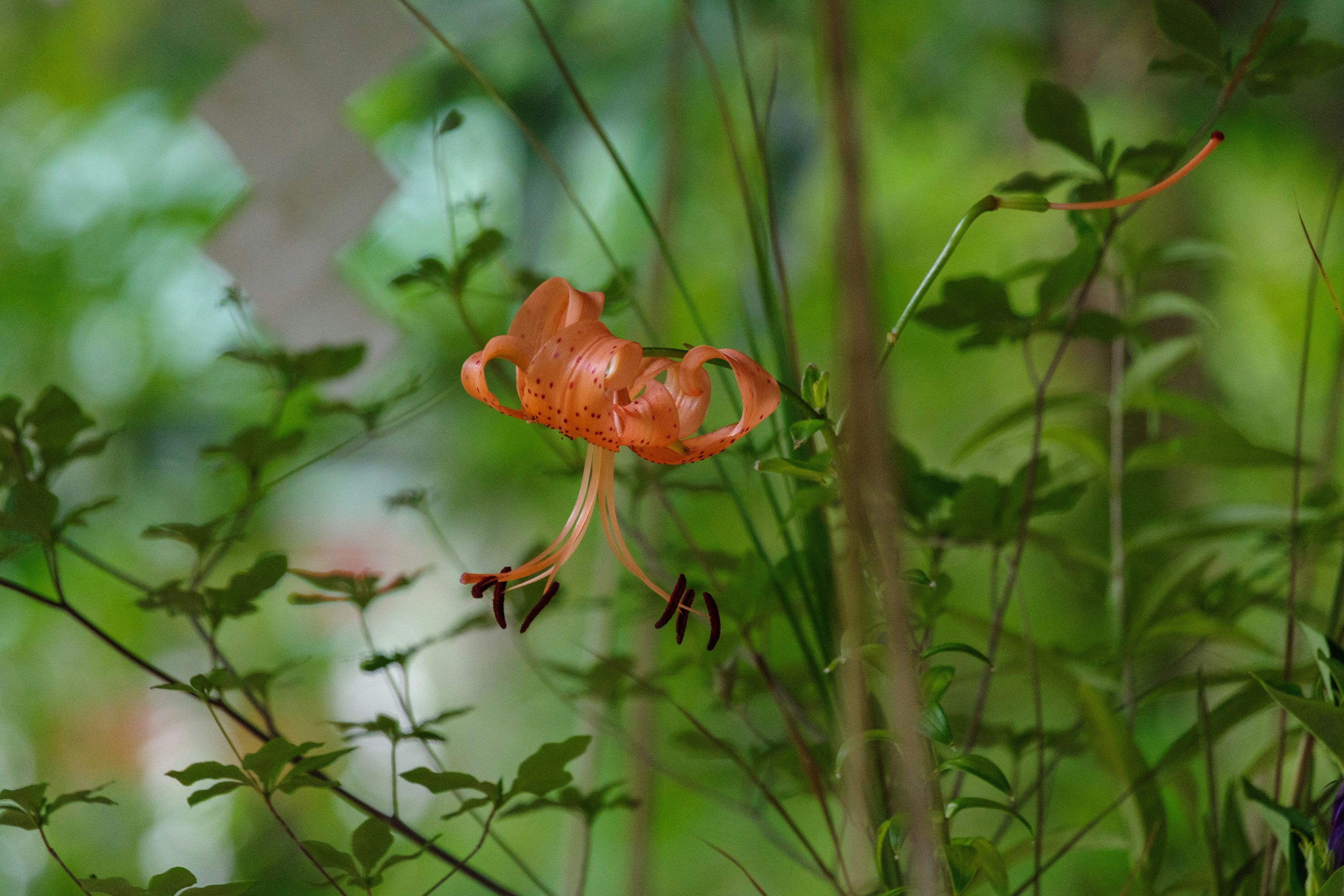 Fiore arancione vivace che fiorisce tra le foglie verdi