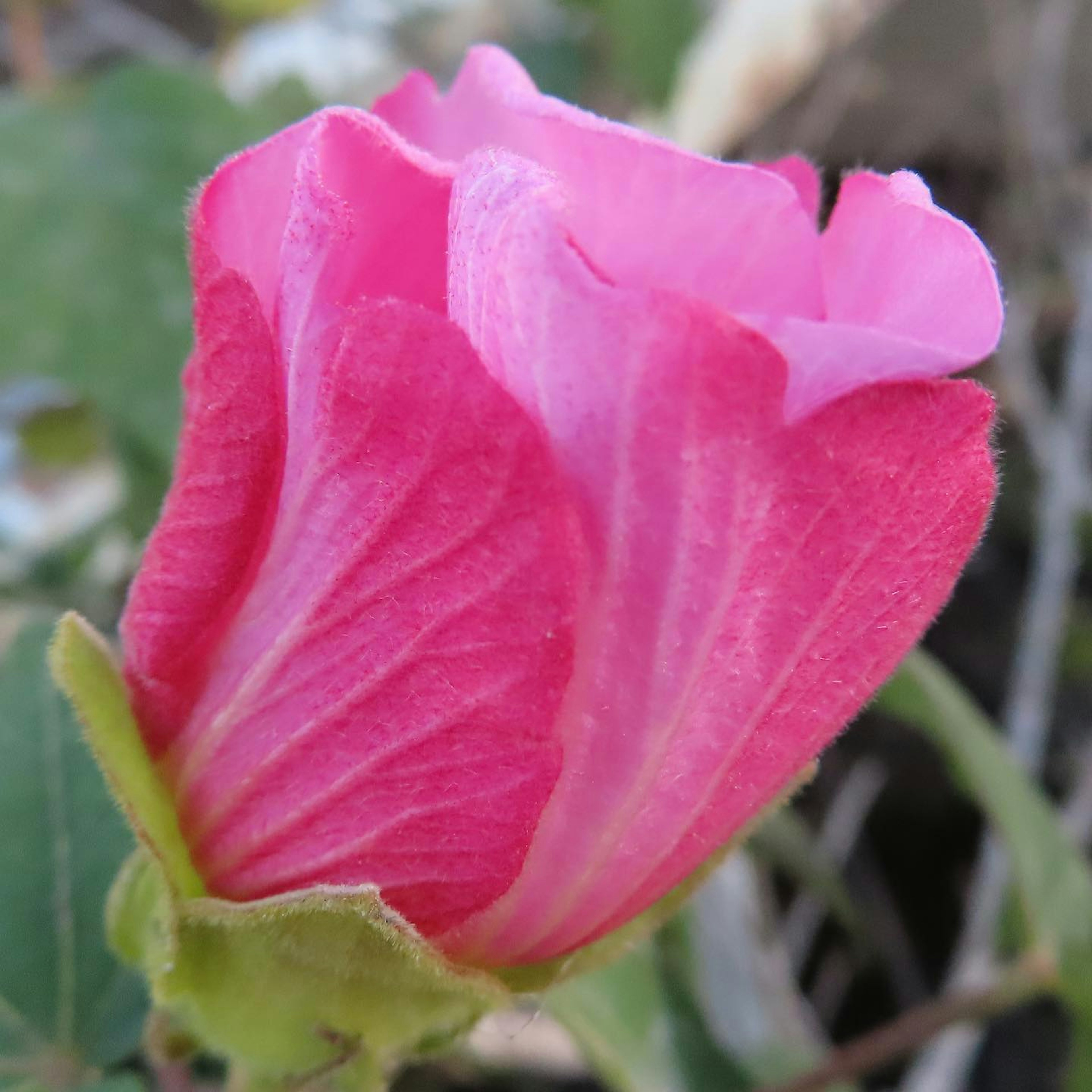 Close-up kuncup bunga pink cerah dengan kelopak halus