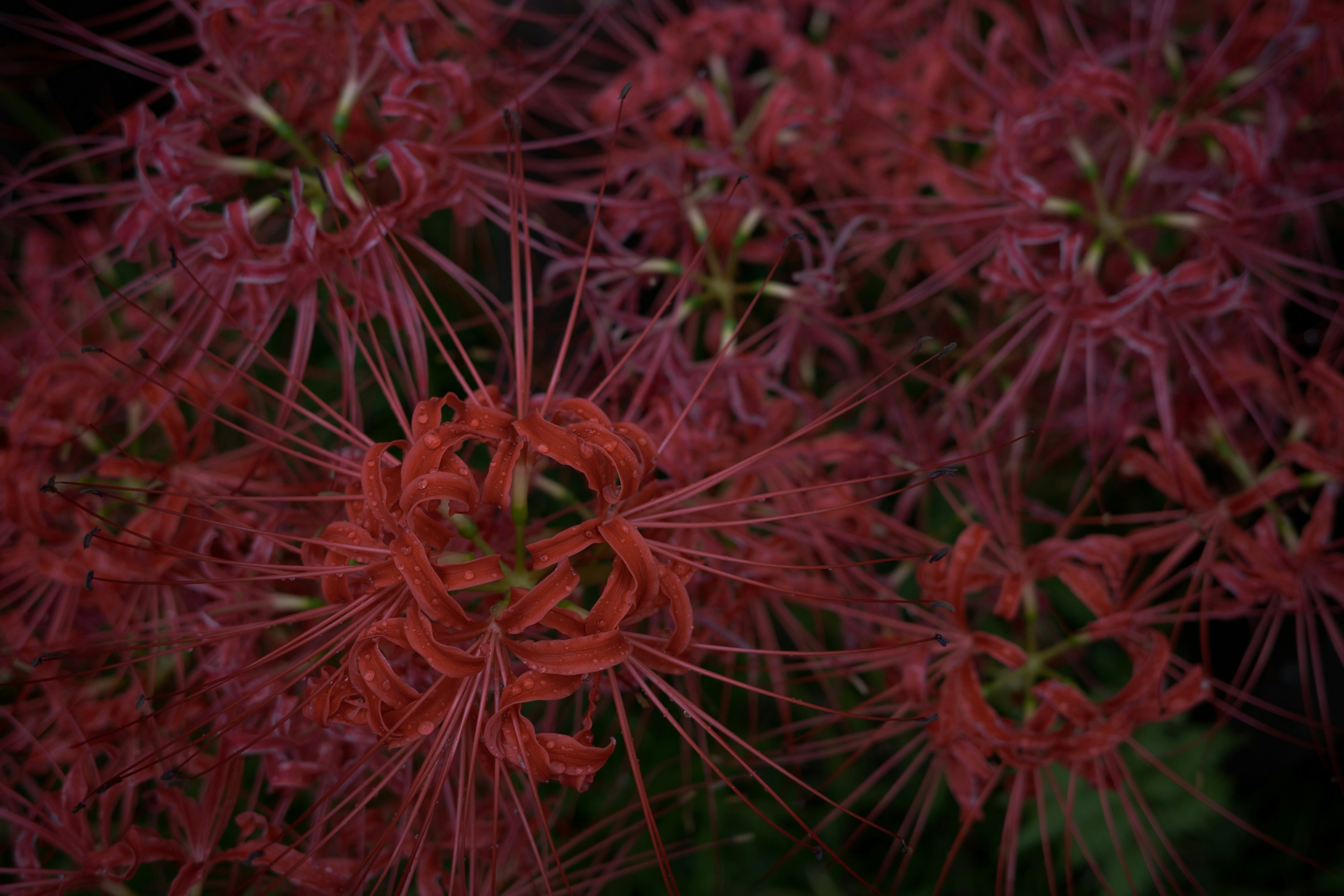 Primer plano de flores rojas con pétalos alargados