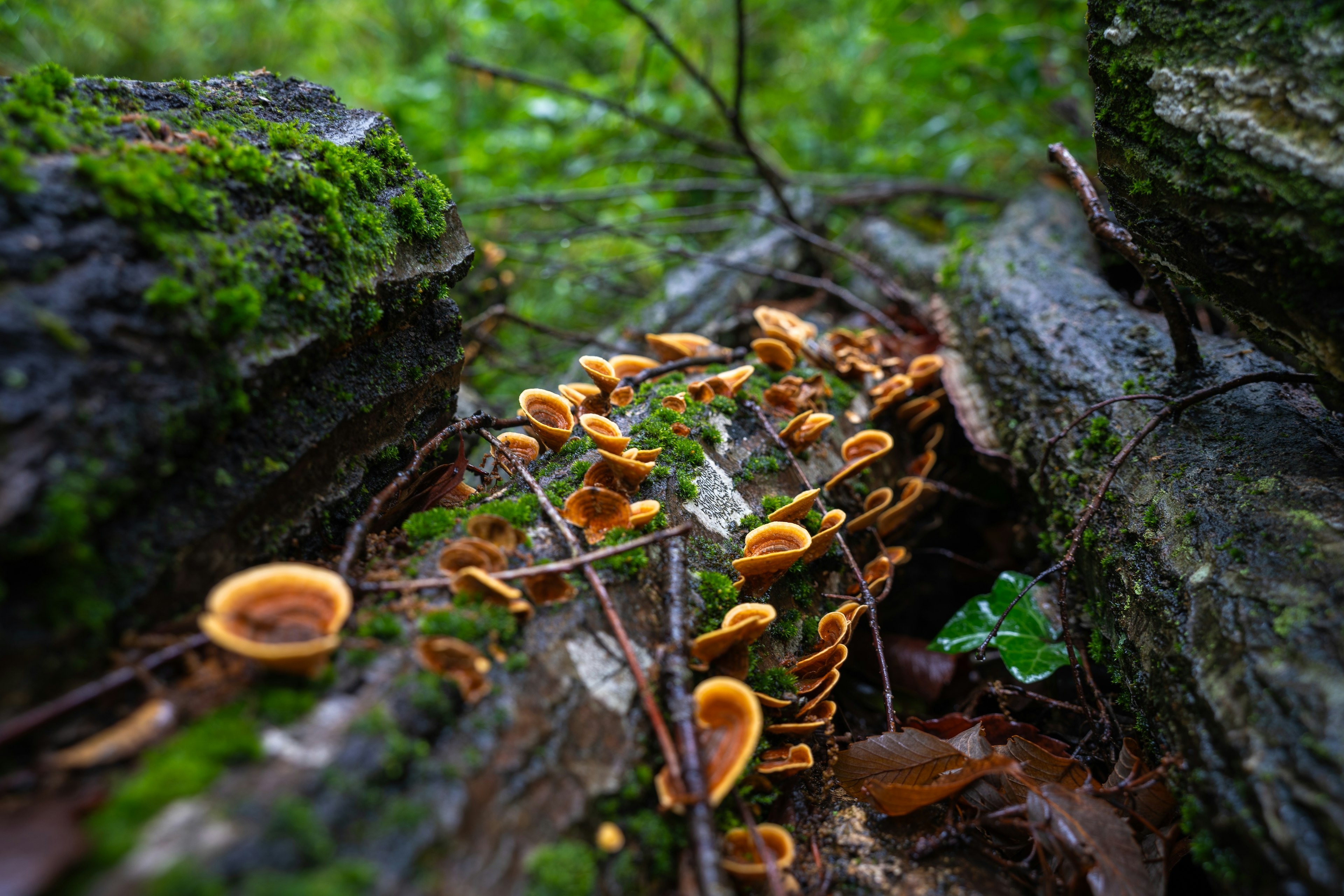 Grupo de hongos naranjas creciendo en un tronco cubierto de musgo en un bosque verde