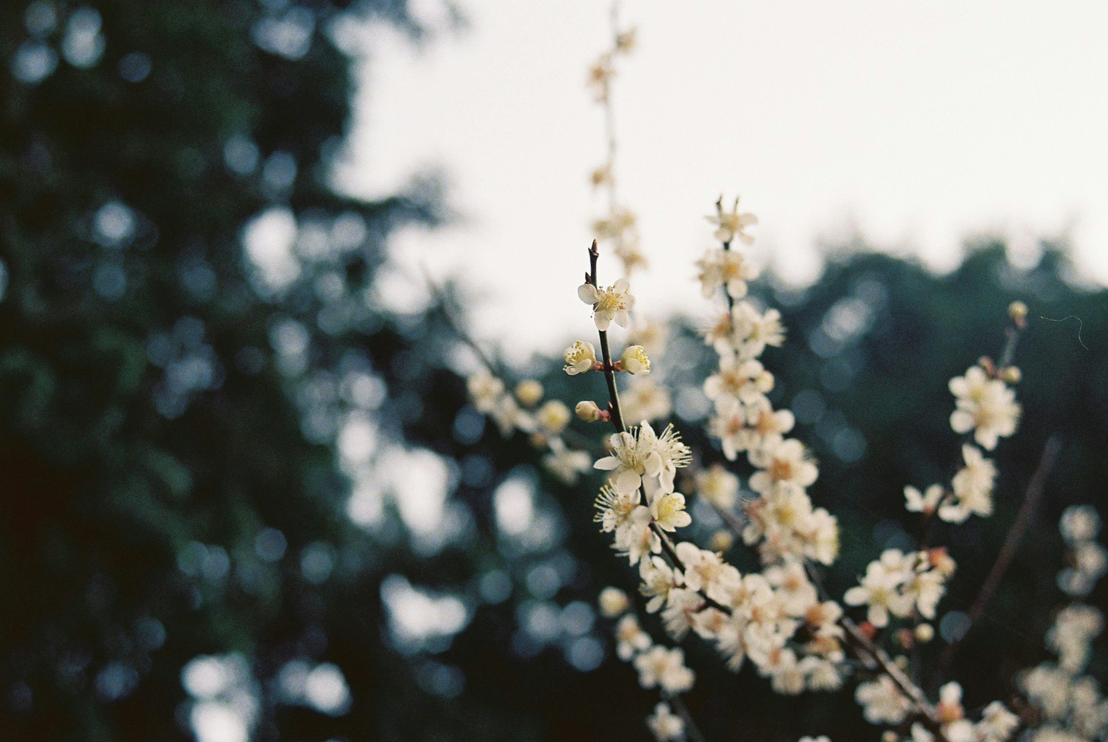 Branch with white blossoms against a blurred green background