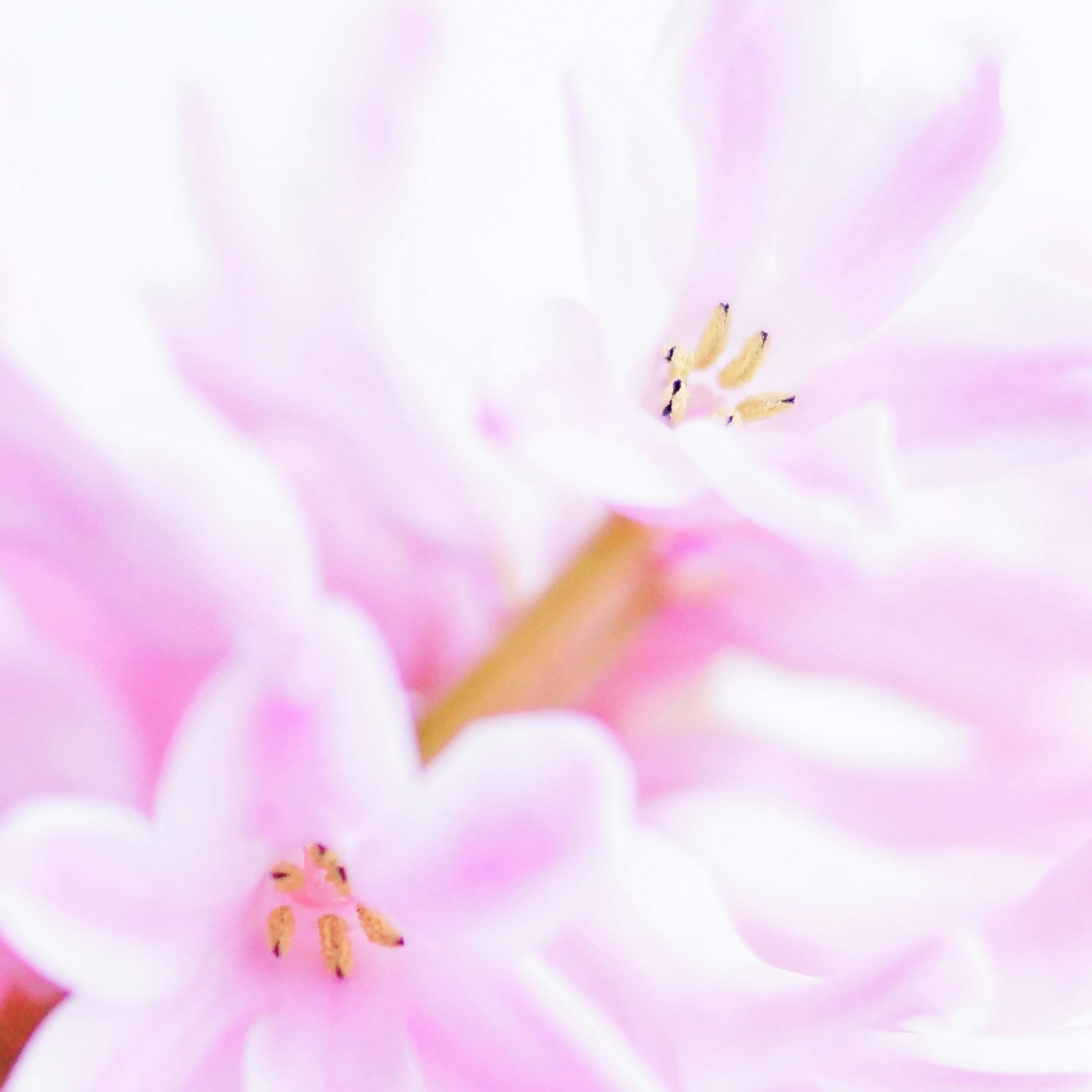 Close-up of soft pink flowers featuring two blossoms