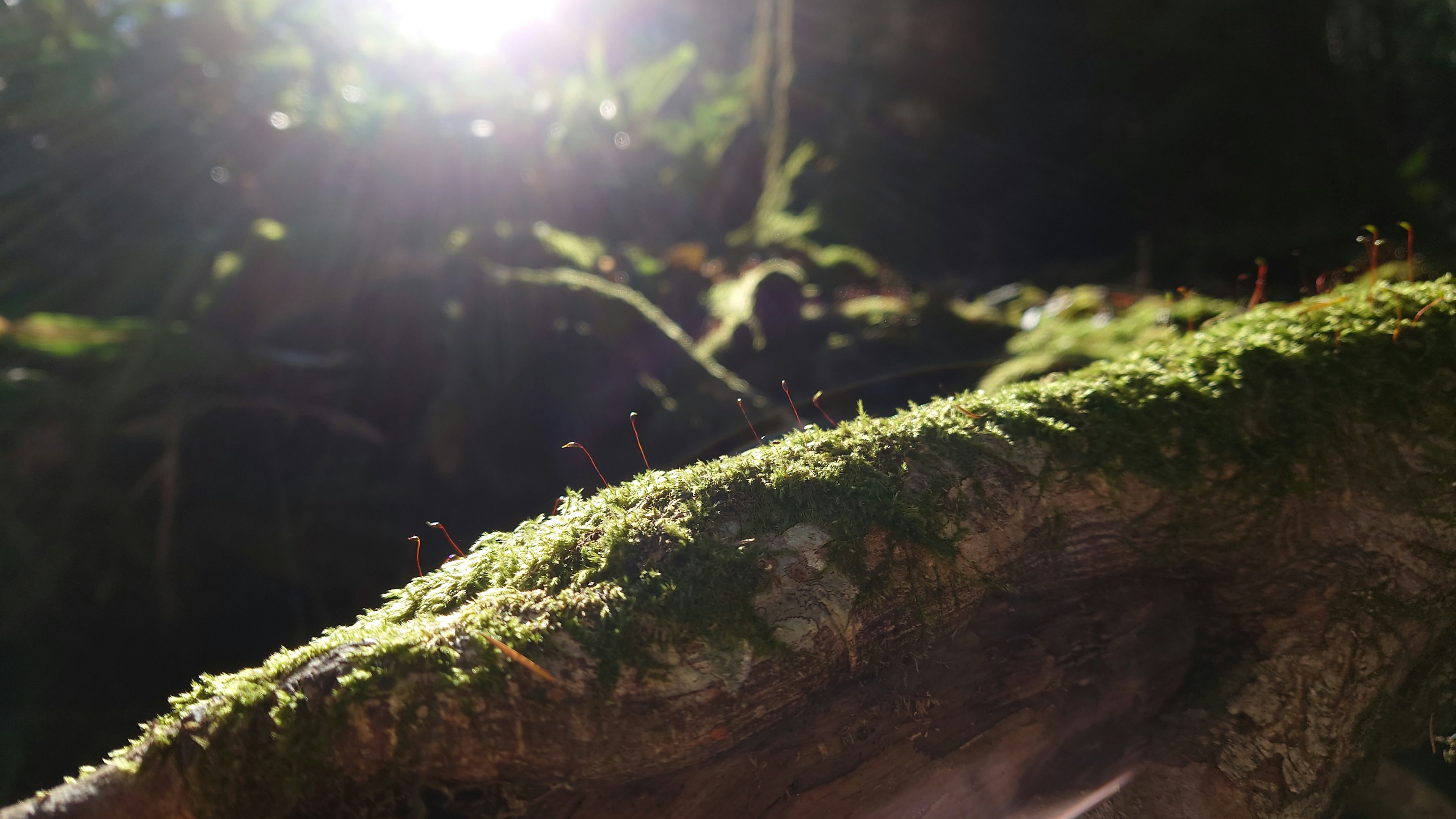 Primer plano de musgo en una rama de árbol con pequeños insectos