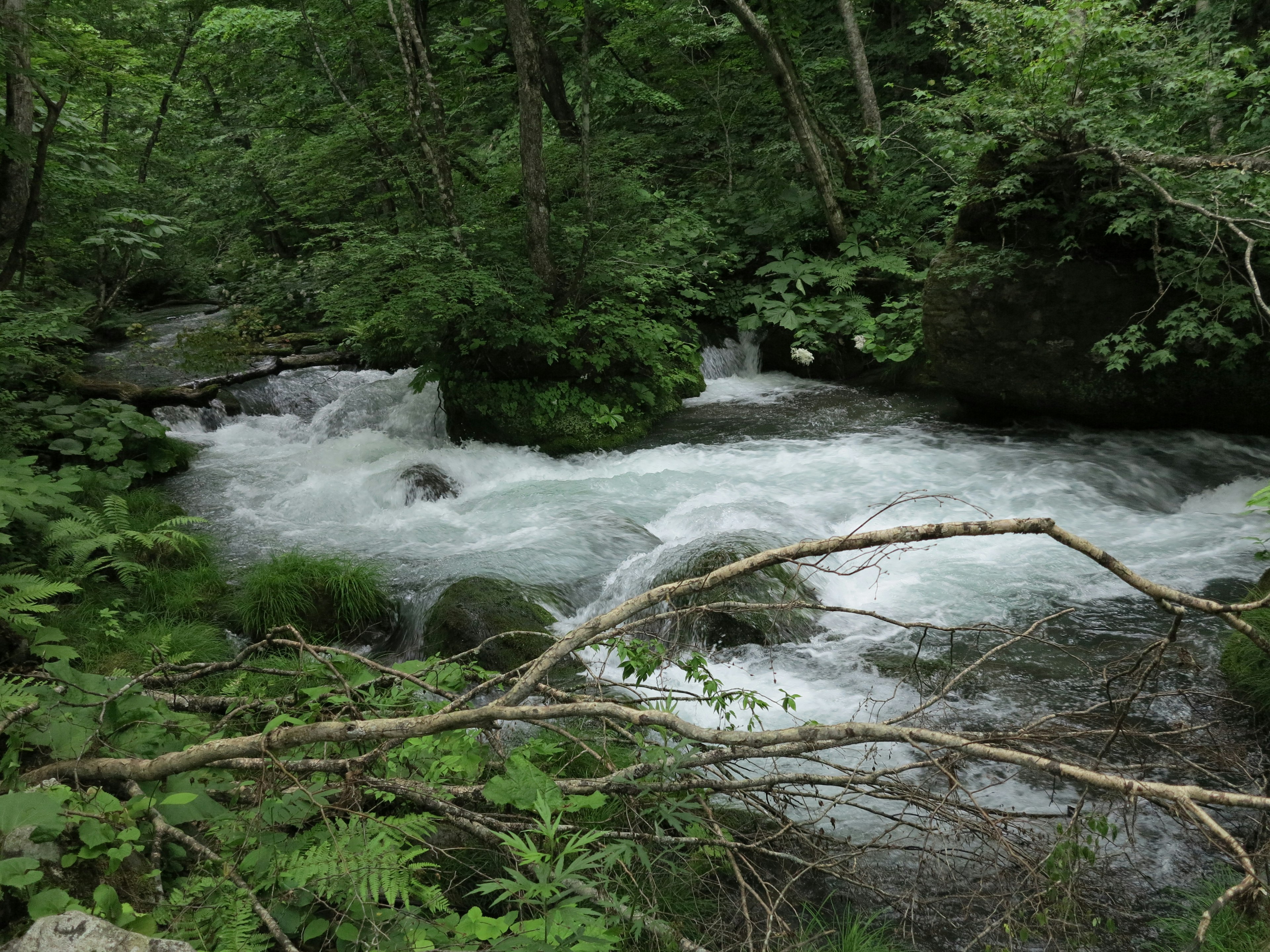 Rivière rapide traversant une forêt verdoyante