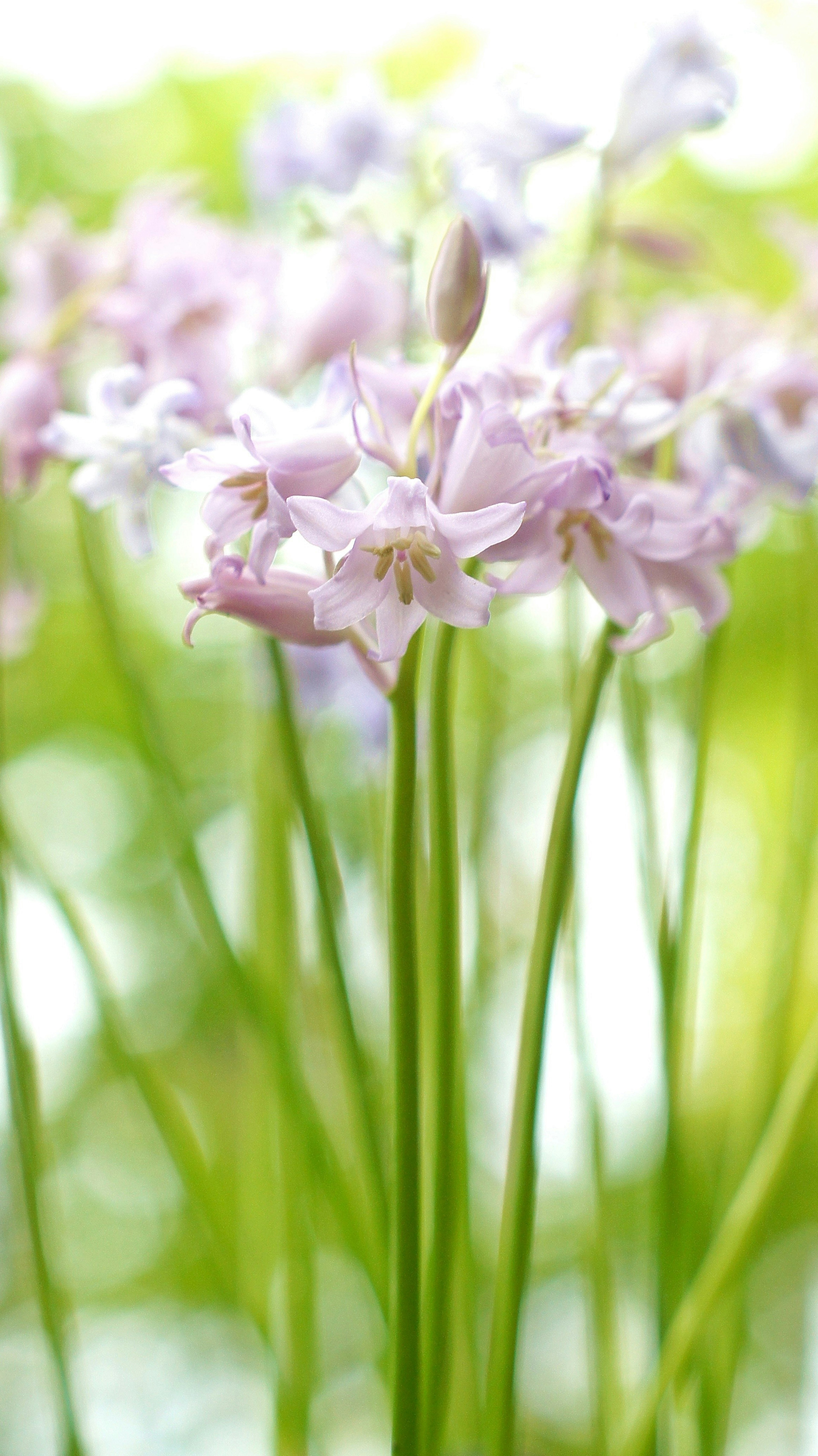 Close-up of delicate purple flowers with green stems in a flower field