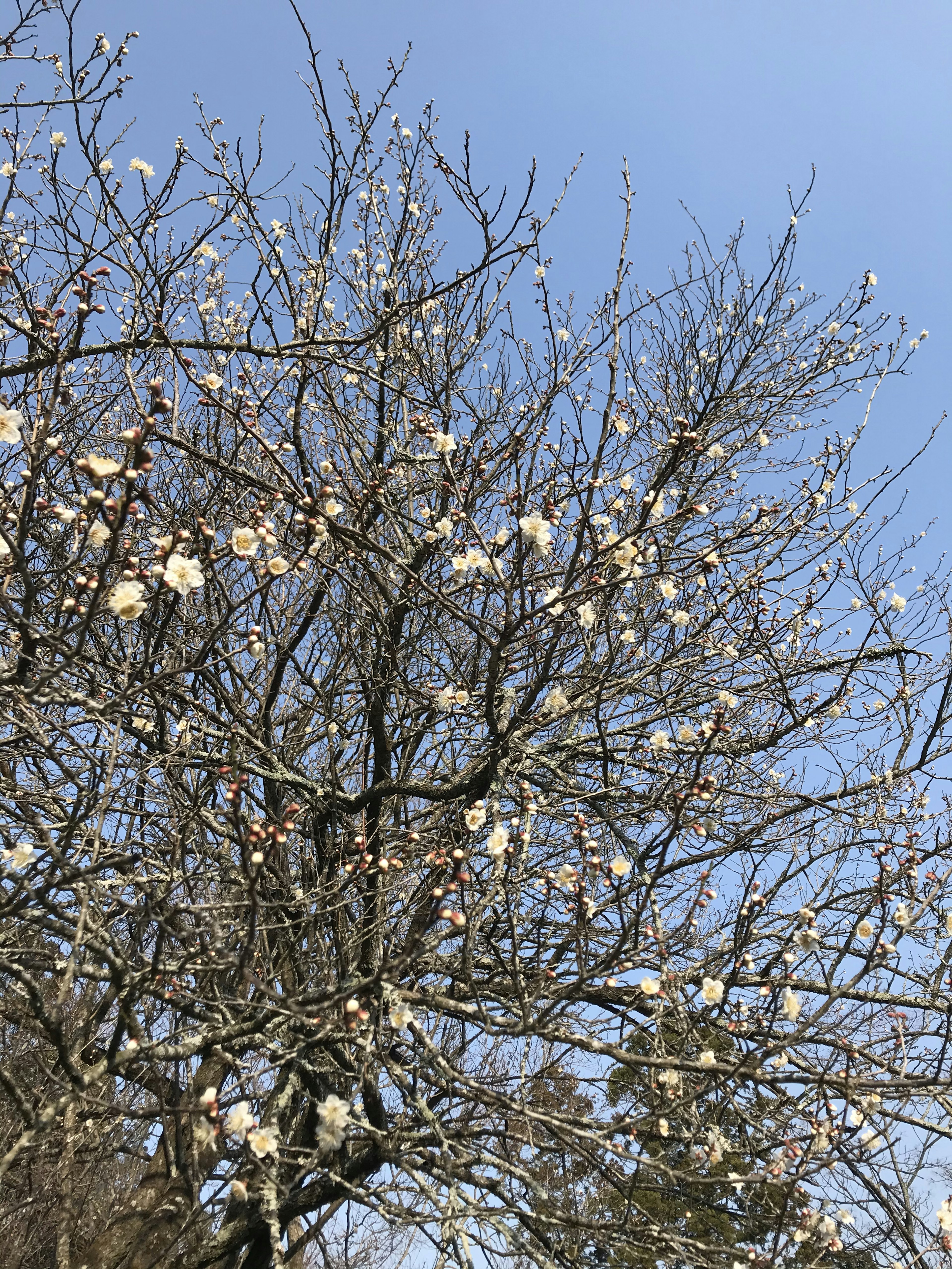 Branches of a tree with white flowers under a blue sky