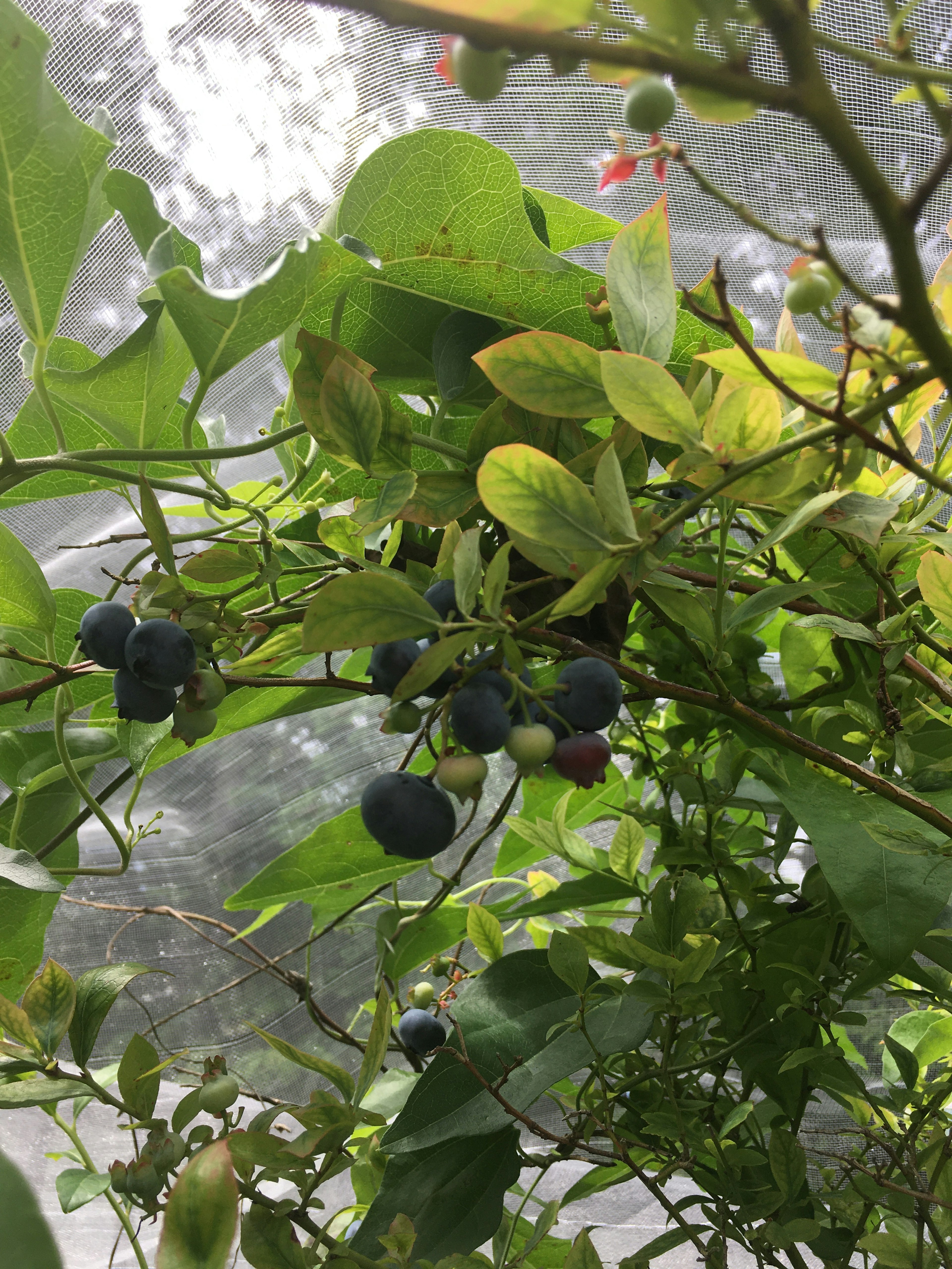 Close-up of blueberry fruits on a branch with lush green leaves